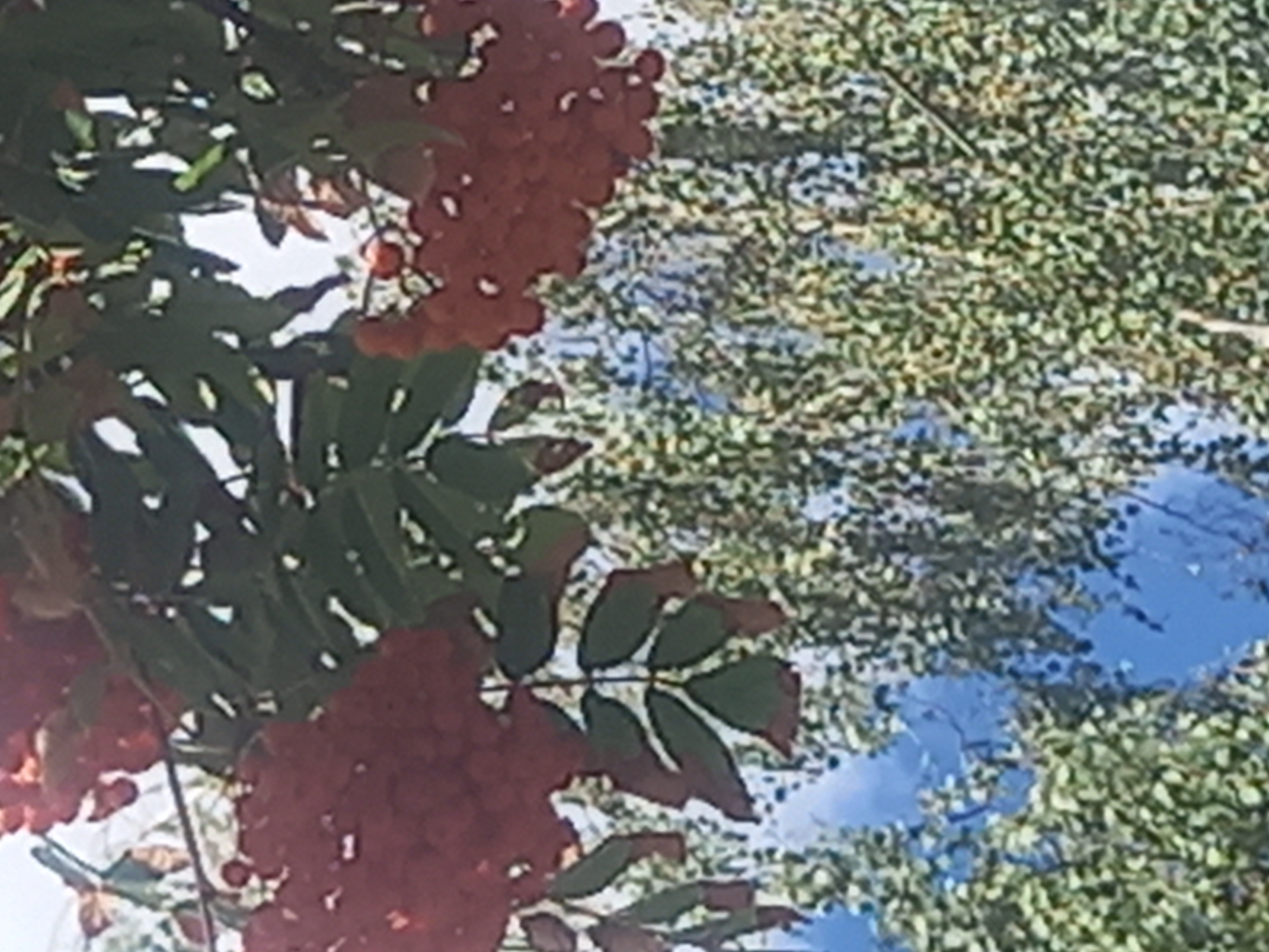 An outdoor, eye-level, medium shot captures a cluster of red berries hanging from a tree. The berries are small and round, forming a dense bunch. They are a vibrant red color, with some lighter specks visible on their surface. The berries are surrounded by green leaves, some of which are tinged with brown, suggesting they might be autumn foliage. Behind the tree, the sky is visible, a bright blue with some hazy white clouds. The lower portion of the image shows a reflection of the sky and tree in what appears to be water. The overall impression is a natural scene, possibly in a park or garden, on a clear day.
