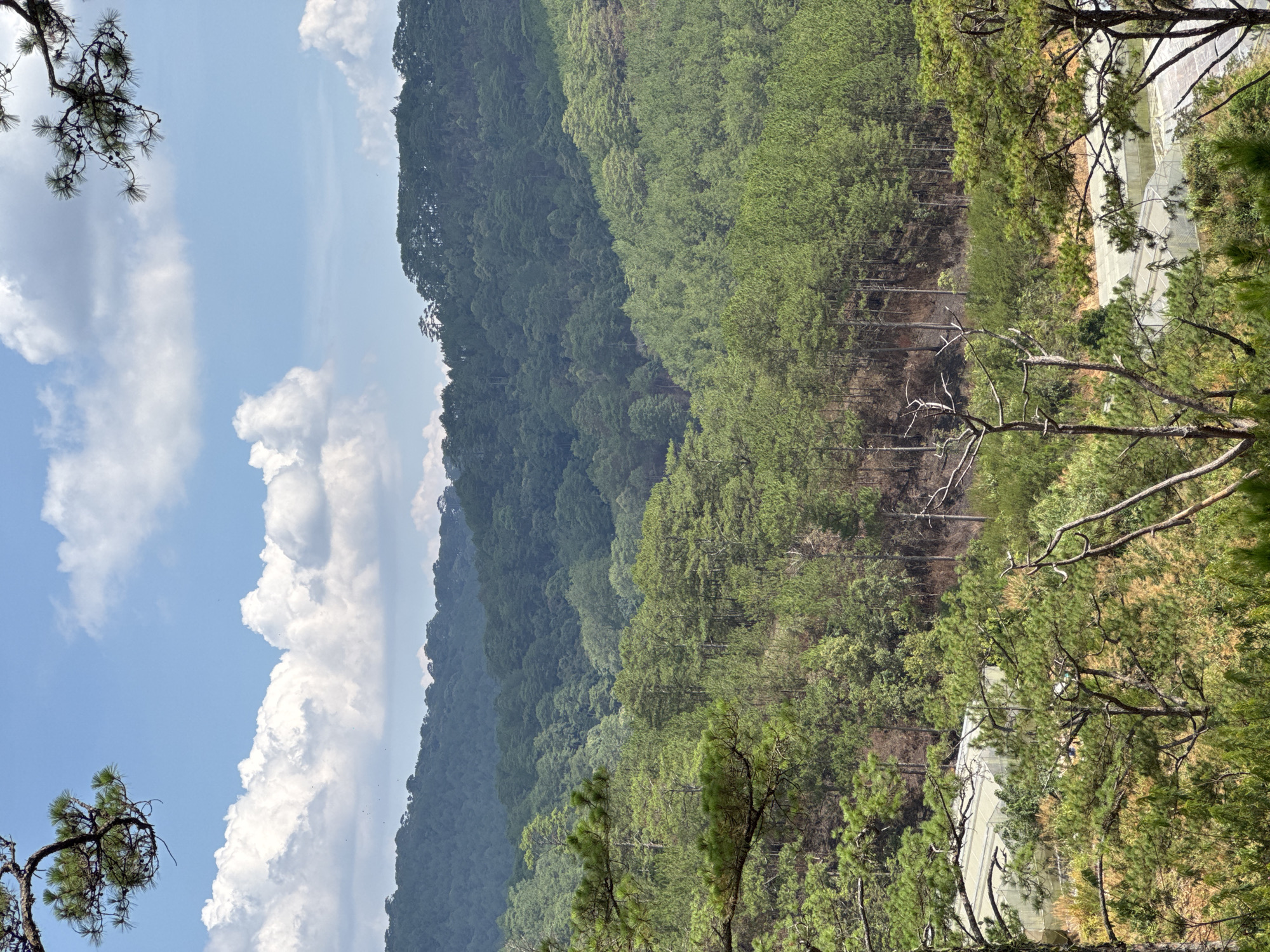 The image presents a forested mountainous landscape in Păng Tiêng 1, Vietnam, under a bright sky with cumulus clouds. A dense, multi-layered forest covers the slopes, transitioning from darker green hues in the distance to lighter shades closer to the viewpoint. The foreground features trees with visible branches and foliage framing the scene. A structure covered in white material is partially visible amidst the trees on the right side.