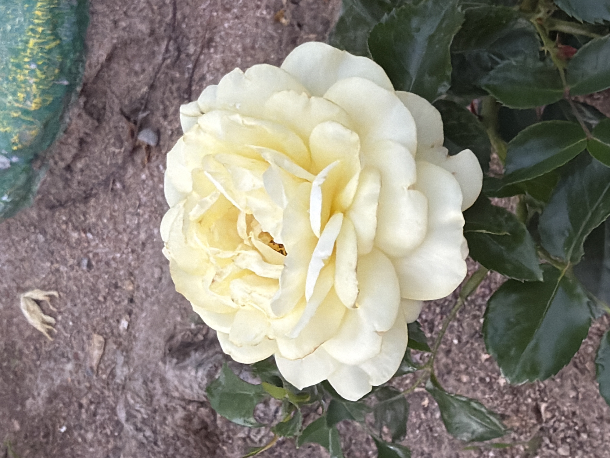 This media file is a close-up, overhead shot of a single, pale yellow rose in bloom. The rose is the central subject, with its layered petals prominently displayed. The bloom is slightly tilted, revealing the intricate arrangement of its inner petals.
The rose is situated in an outdoor setting, with dark, textured ground visible in the background. To the left of the rose, a portion of a rough, grey surface is partially visible, with hints of green and yellow paint, suggesting it might be part of a decorative element or structure. Dark green rose leaves and stems surround the flower, indicating it is part of a rose bush.
There is no clear indication of activity or an event taking place; the image appears to be a still life portrait of the rose. The lighting suggests it might be daytime, possibly with overcast skies or shade, given the soft illumination on the petals. The overall mood is peaceful and natural, focusing on the delicate beauty of the flower. No text is visible in the image. The location context of Çolpon-Ata, Kyrgyzstan, doesn't provide specific visual cues within the image itself but suggests the geographical origin of the scene.