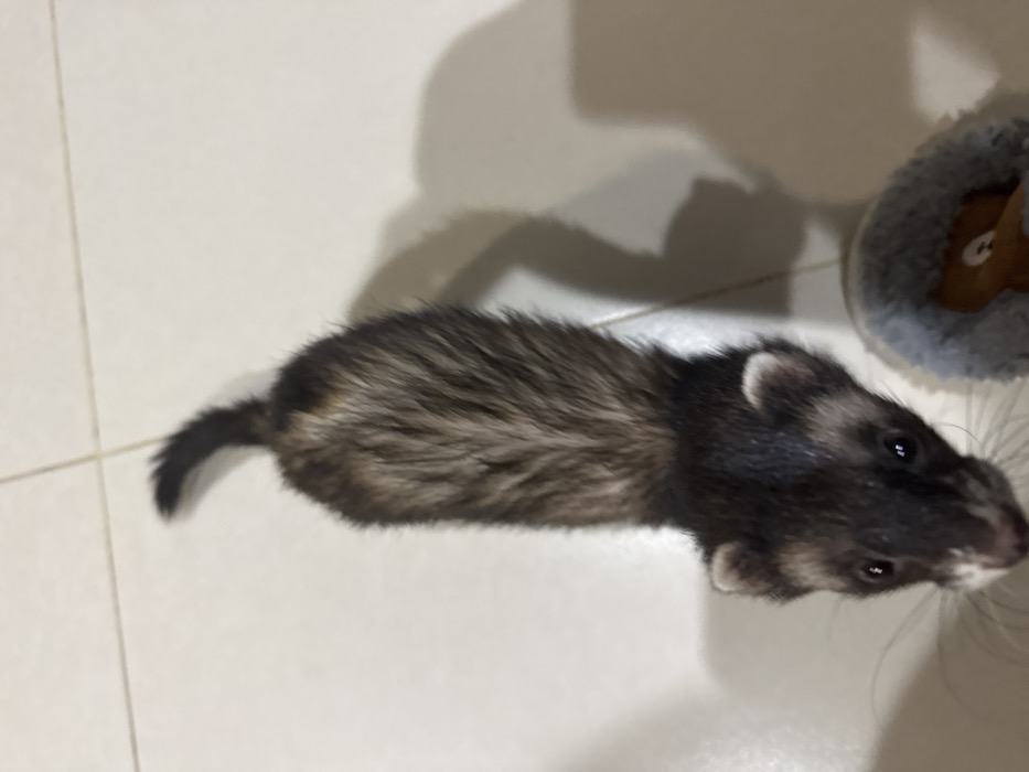 A domestic ferret is captured from an elevated perspective, positioned on a light-colored, tiled floor with visible grout lines. The ferret, displaying a sable or dark coloration with a prominent dark mask, dark limbs, and a grizzled brown and tan body, looks directly upwards towards the camera. Its body extends away from the viewer towards the upper right of the frame. A distinct shadow from the ferret is cast on the floor to its right. In the lower right corner, a portion of a grey, furry pet bed or toy containing a brown object is visible. The scene is located in San Bernardino Tlaxcalancingo, Mexico.