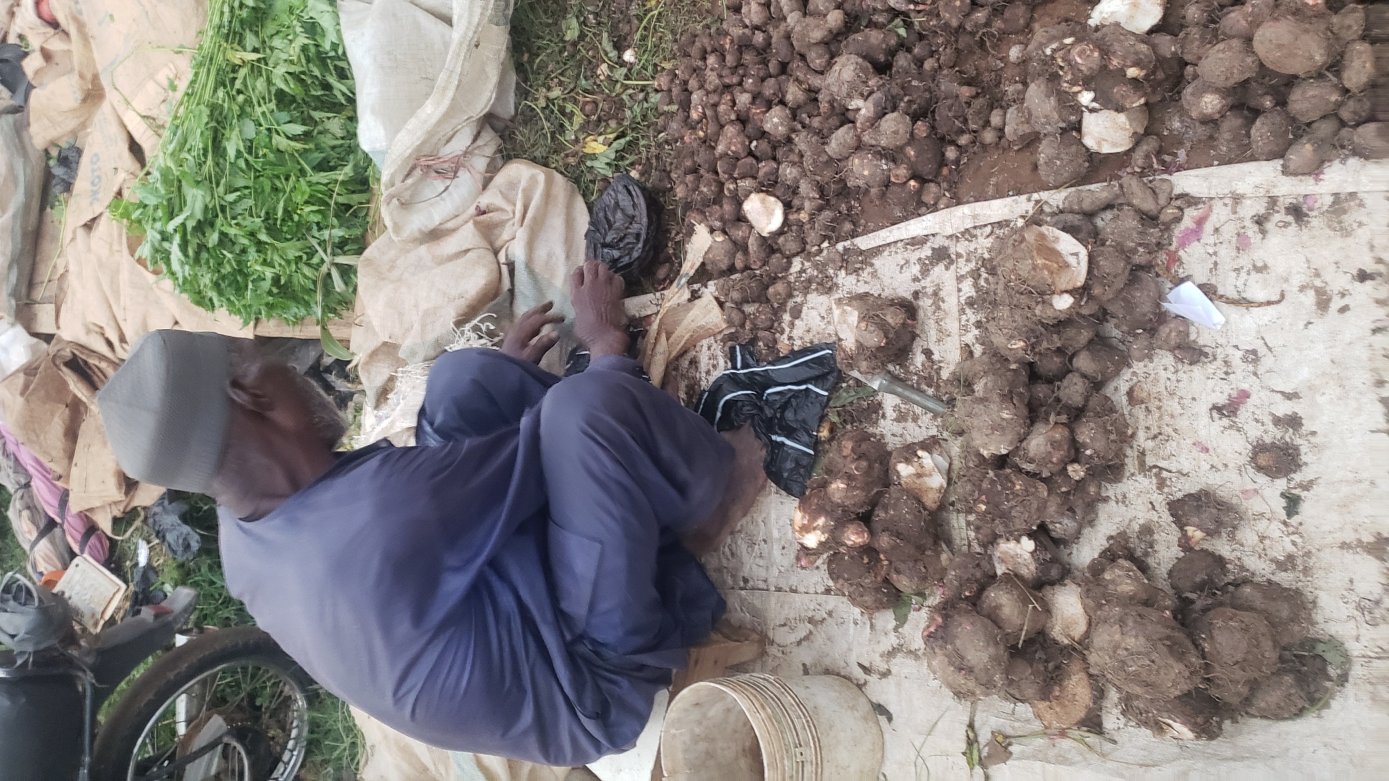 The image depicts an outdoor scene in Kakuri Gwari, Nigeria, likely a market or roadside stall. A man wearing a blue traditional outfit and a grey cap is kneeling on a dirt ground covered with a white cloth. He is surrounded by a large quantity of harvested root vegetables, which appear to be yam or similar tubers. Some of the vegetables are partially covered in soil, and others have been cleaned. To the left, a white plastic bucket is visible. In the background, there are large sacks, possibly containing more produce or goods, and a bundle of green leafy vegetables is prominent. A portion of a motorcycle is visible on the far left of the image. The man's hands are engaged in handling some of the vegetables or possibly separating them. The overall impression is of a vendor preparing or displaying produce for sale.