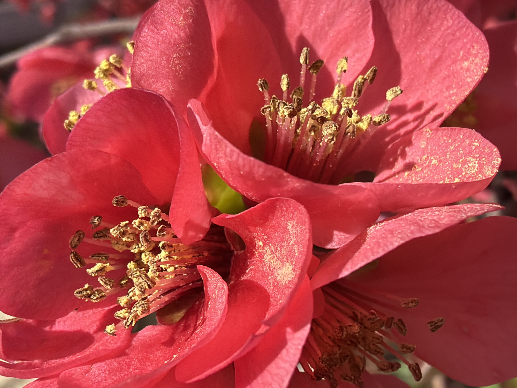 A close-up photograph depicts a cluster of red flowers with prominent stamens covered in yellow pollen. The petals are vibrant red, and the stamens are a lighter shade of red, clustered with yellow pollen that appears to be dispersed across the petals. The background is blurry, suggesting a shallow depth of field. The photo was taken in Rossiyskiy, Russia.