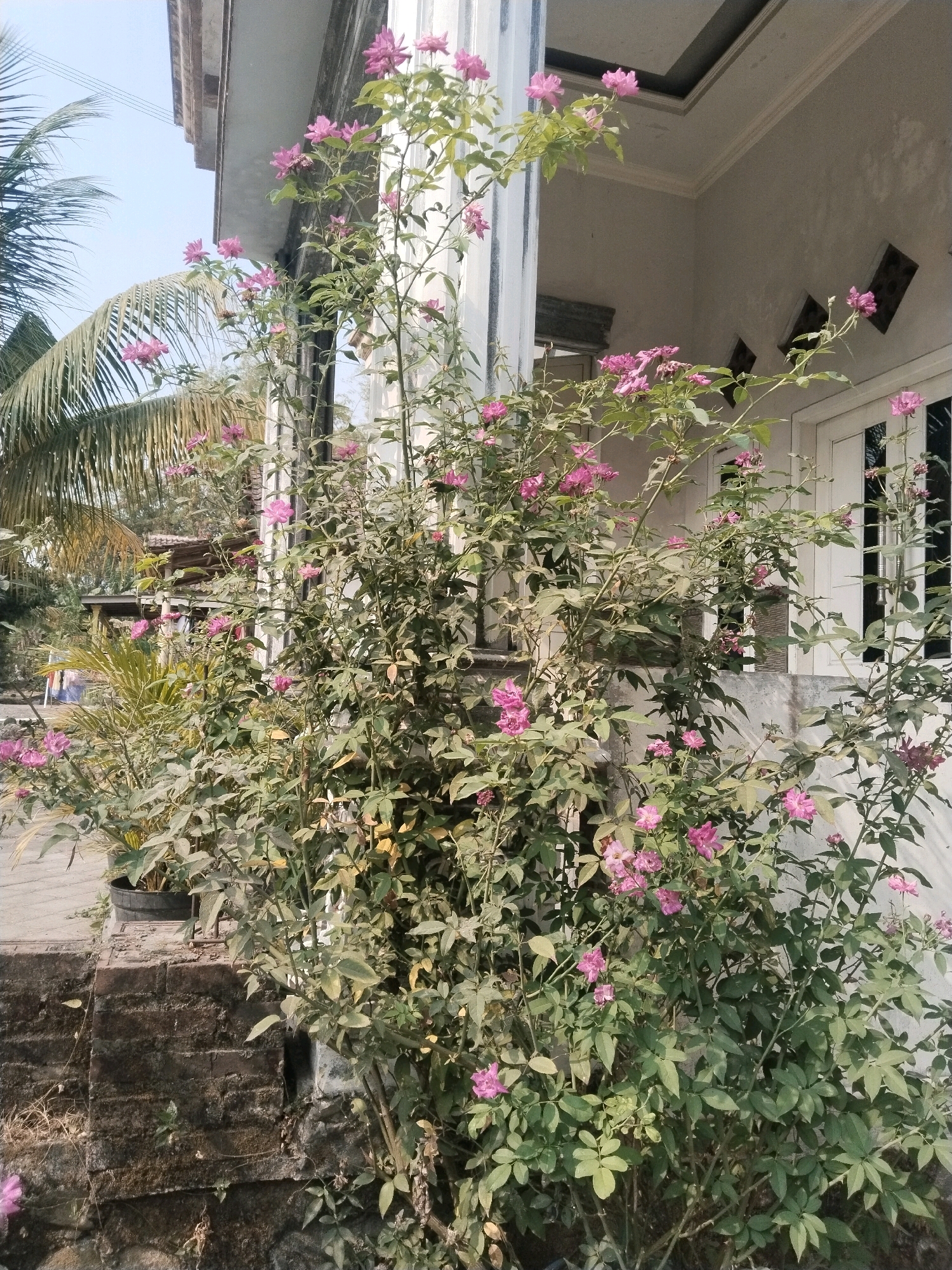 The image shows a tall rose bush with numerous small pink flowers and green leaves, positioned in front of a building with white-painted walls and doors. The rose bush is growing near a brick wall. To the left of the rose bush, a palm tree is visible. The scene appears to be outdoors, under a clear sky, suggesting a daytime setting. The architectural elements of the building, such as the molding and white doors, suggest a residential or commercial structure. The overall impression is that of a garden or entryway area in a tropical or subtropical climate. The image is taken from a low angle, looking up at the rose bush and the building. The lighting suggests it is a sunny day. The setting does not provide specific clues that could definitively place it in Kuripansari, Indonesia, beyond the provided information.