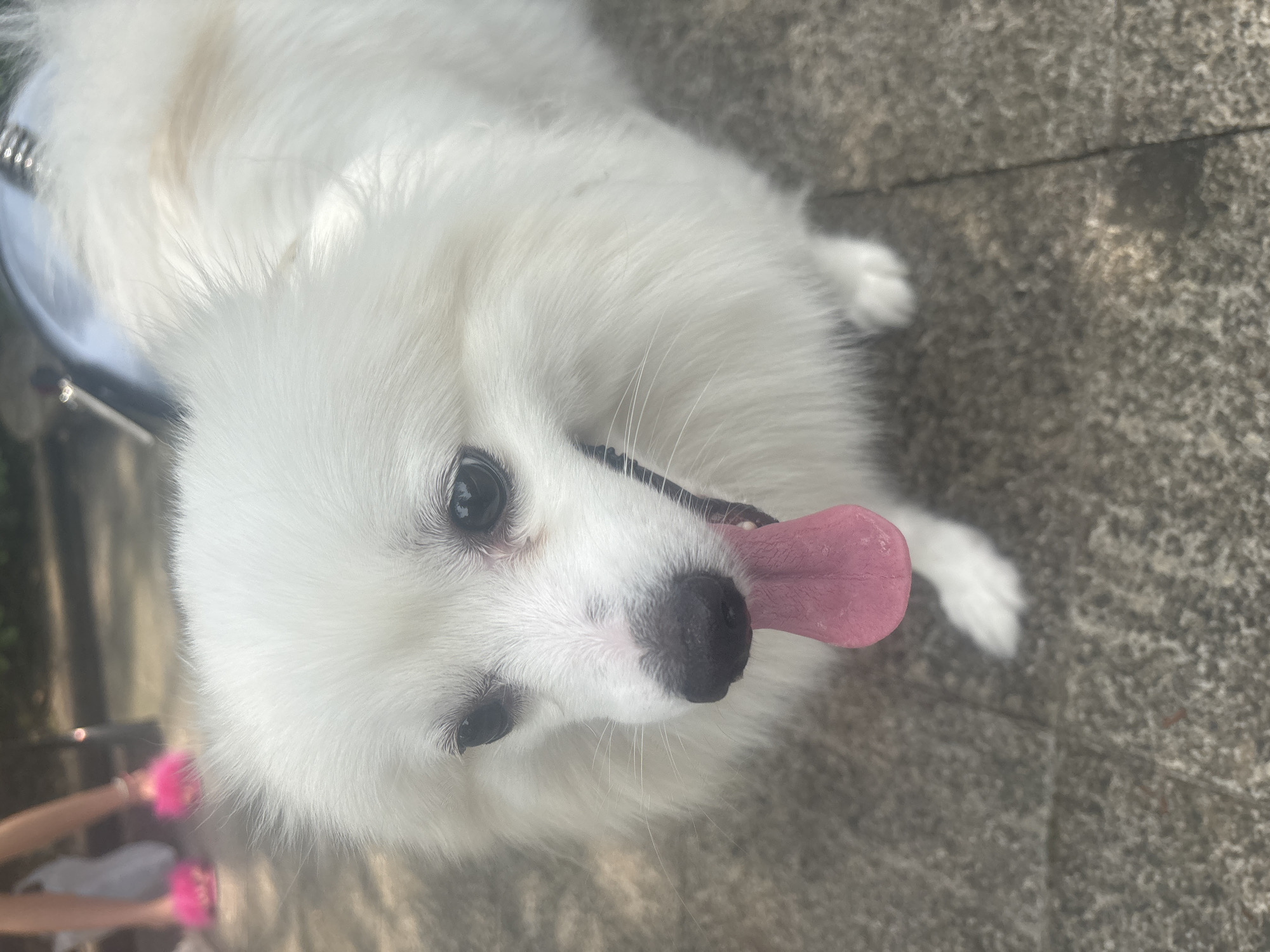 A close-up, outdoor, eye-level shot shows a white Pomeranian dog with its pink tongue hanging out, looking forward. The dog's fur is fluffy and its eyes are dark and round. Behind the dog, out of focus, a person's legs wearing bright pink fuzzy slippers can be seen. The background consists of a grey, textured surface, possibly a paved walkway or ground. The overall scene appears to be in a public area, with hints of greenery and possibly other people or objects in the distant background. The setting is likely a park or street within Nanhai District, China, suggested by the environment and potential presence of people.