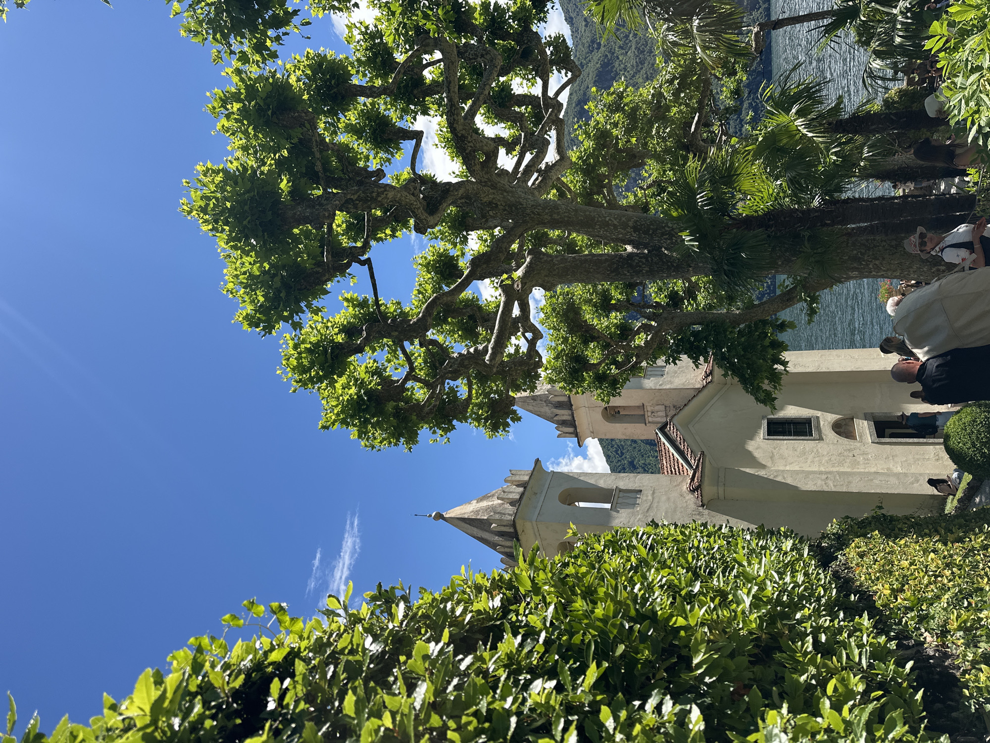This image captures a vibrant, sun-drenched outdoor scene in Tremezzina, Italy, offering a picturesque view. The perspective is a low-angle shot, looking upwards through rich foliage towards a bright sky and distant features.
Dominating the upper and central parts of the frame is a large, mature tree with an intricate network of bare, gnarled branches supporting a canopy of lush green leaves, which are brightly illuminated by the sun. The backdrop is a clear, brilliant blue sky, with just a few faint wisps of cloud.
In the middle ground, towards the right, a charming, light-colored historic building with two distinct steeples or towers emerges from behind foreground foliage. This structure features arched openings, small windows, and a section of a reddish-tiled roof, hinting at a church or classic villa. Beyond the building and further in the distance, a shimmering body of water, likely Lake Como, stretches out, framed by verdant mountains under the clear sky. Palm trees and other dense green bushes are scattered along the water's edge and in the mid-ground.
Several people are visible in the lower right quadrant, some partially obscured by vegetation or the building. One individual in a light-colored hat is clearly visible from behind, seemingly enjoying the scenic vista.
The time of day is clearly bright daylight, evidenced by the strong sunlight, vibrant colors, and sharp shadows. The weather appears perfectly clear and sunny. The combination of the lake, mountains, and Mediterranean-style architecture and vegetation strongly points to the specified location on Lake Como. The overall impression is one of tranquility and natural beauty, characteristic of a scenic holiday destination. No visible text is present in the image.