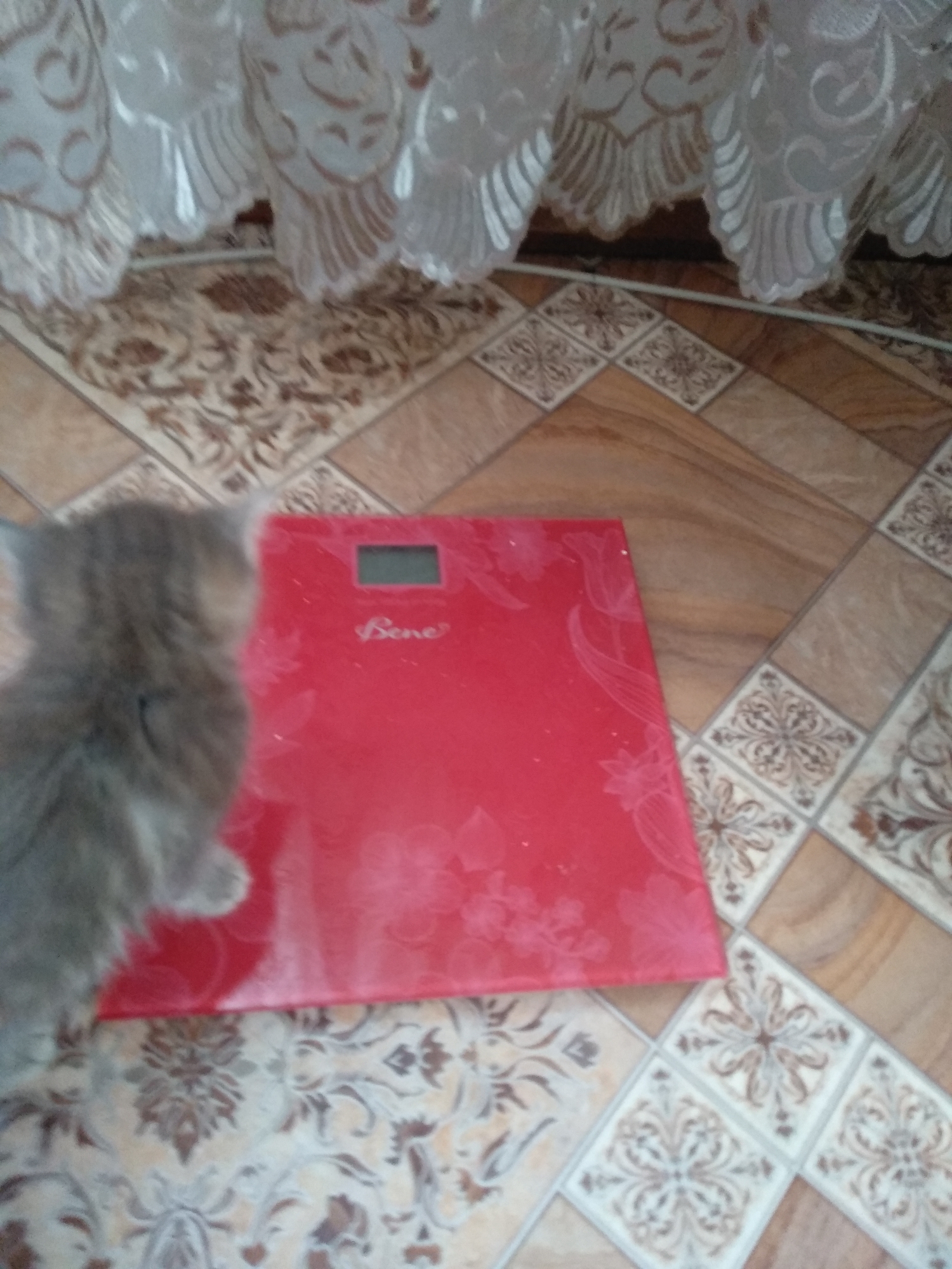 A fluffy, grey kitten sits to the left of a bright red digital scale on a floor covered in tiled patterns. The kitten's fur is soft and appears to be a mix of grey and darker grey stripes. Its body is turned away from the camera, with its head slightly tilted, and its front left paw is visible, extended slightly forward. The digital scale is rectangular, positioned horizontally, and displays a dark screen. The word "Bene" is printed in white script on the surface of the scale. The floor features an intricate pattern of light brown and beige tiles, with some areas adorned with darker brown floral motifs. In the background, white fabric with a swirling pattern hangs, creating a curtain-like effect. The overall scene is indoors, with the tiled floor suggesting a domestic setting within the city of Osakarovka, Kazakhstan.