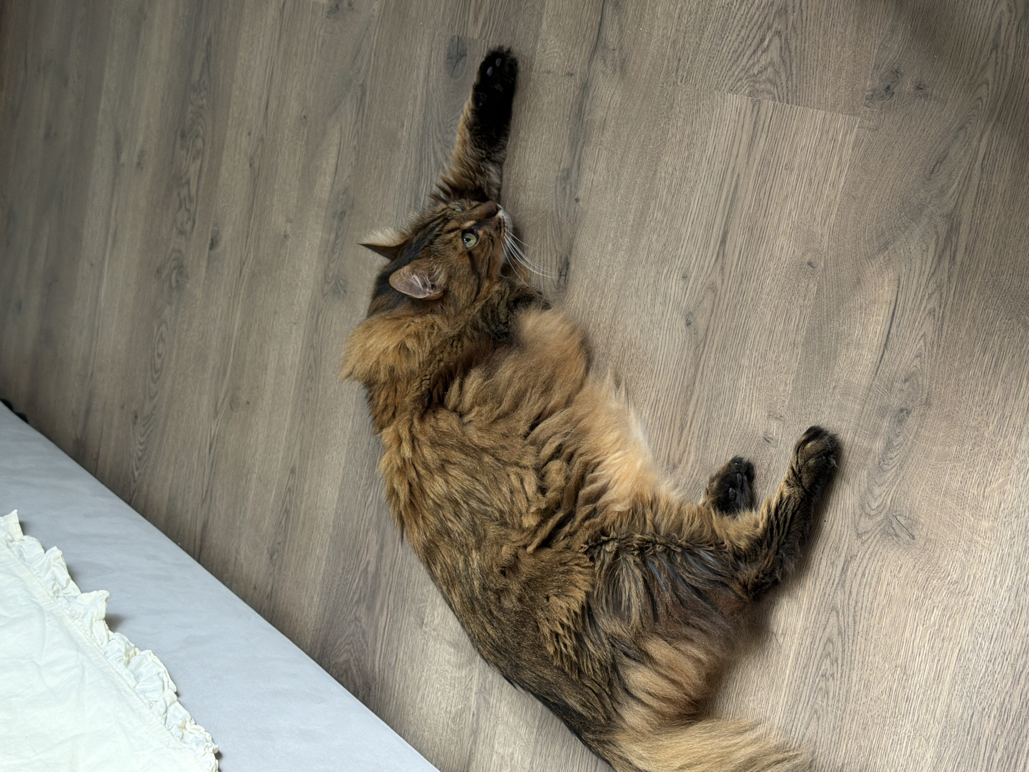A long-haired, brown and black cat is lying on a wooden floor. The cat is on its side, with its head turned to the right and its front paw extended. A white ruffled bed skirt is visible in the upper left corner of the image. The scene is indoors, likely in a residential setting. There is no indication of the location being Kyiv, Ukraine.