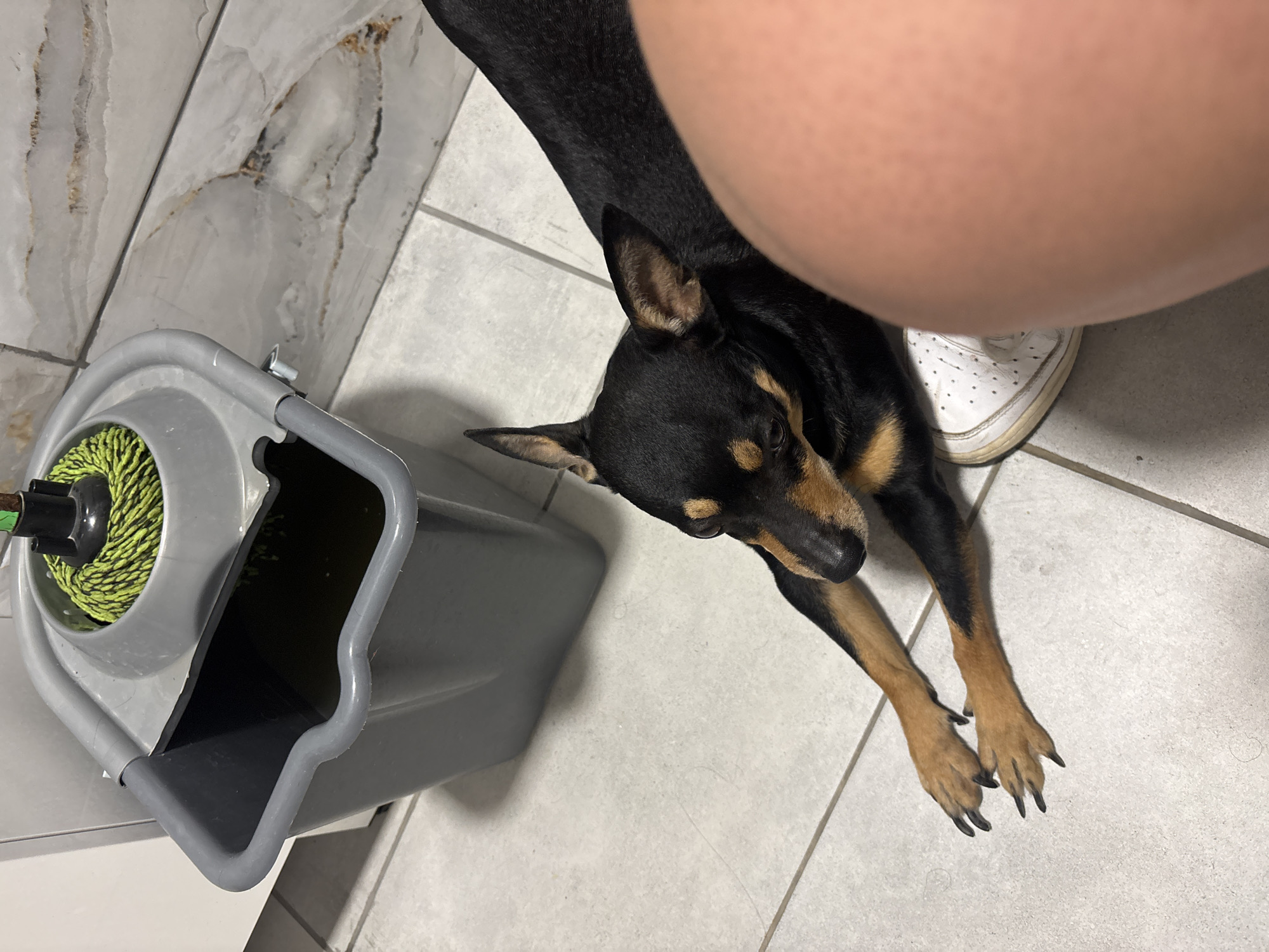 The scene, located in the city of Kuklen, Bulgaria, depicts an indoor environment with a light-colored tiled floor and a marble-patterned tiled wall. In the upper left, a gray plastic mop bucket containing dark water and a green string mop head is positioned against a white cabinet. A small, black and tan dog, consistent with a Miniature Pinscher breed, lies stretched out on the tiled floor in the lower central and right portions of the frame. The dog's ears are erect, and its dark claws are visible on its front paws. Partially visible in the lower right, a person's bare lower leg with light skin tone and a white sneaker are present, positioned close to the resting dog.
