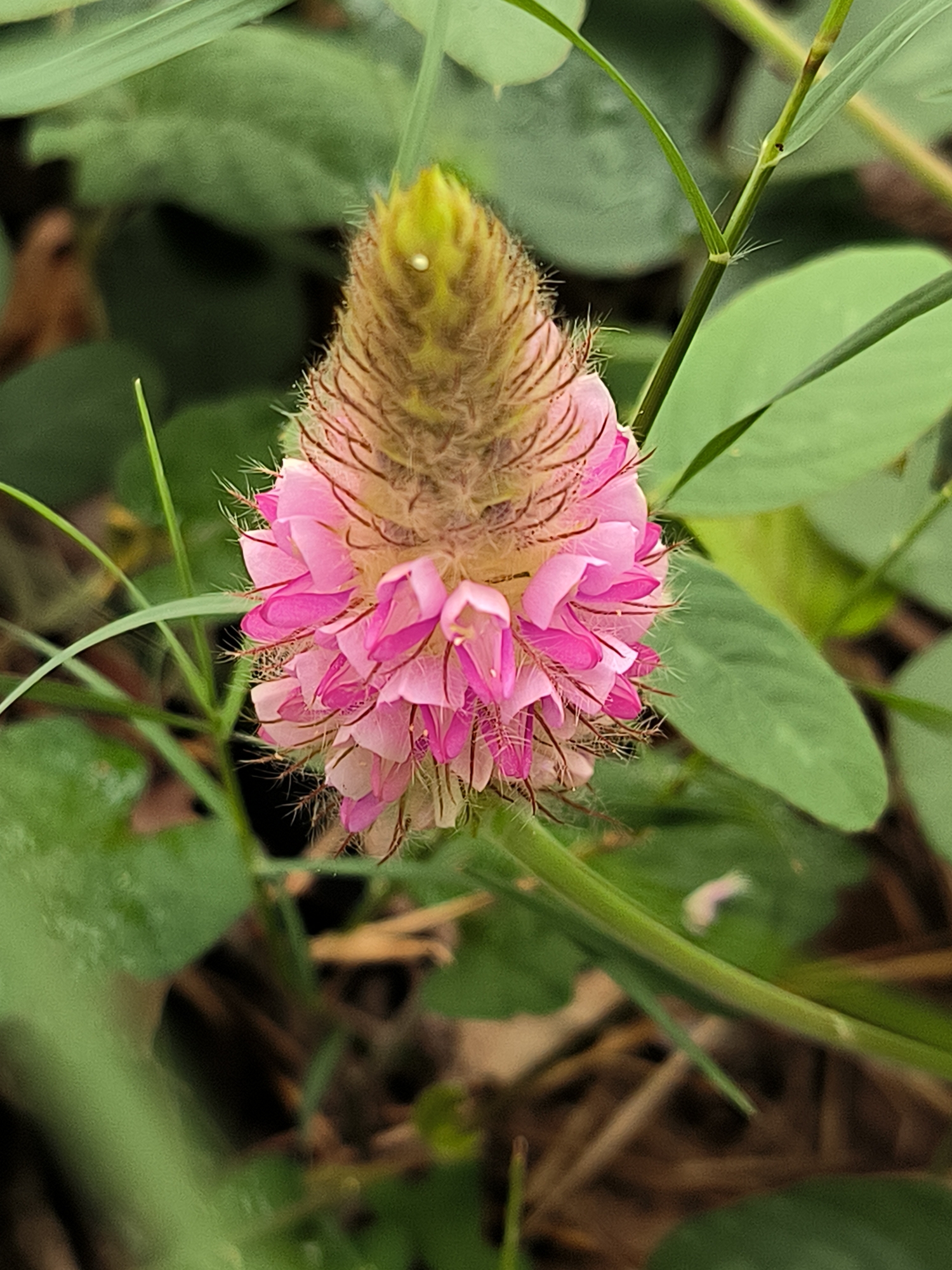A close-up, vertical shot captures a fuzzy, cone-shaped pink flower. The flower is positioned slightly off-center to the left, with its delicate pink petals unfurling from a brown, hairy base. Above the petals, the top of the flower is a light green, also covered in fine hairs. The background is a blur of green leaves and brown earth, suggesting an outdoor setting in a natural environment. The image is crisp and focused on the flower, with the surrounding elements out of focus. This image was likely taken in Lhokseumawe, Indonesia, a city known for its natural beauty and lush vegetation.