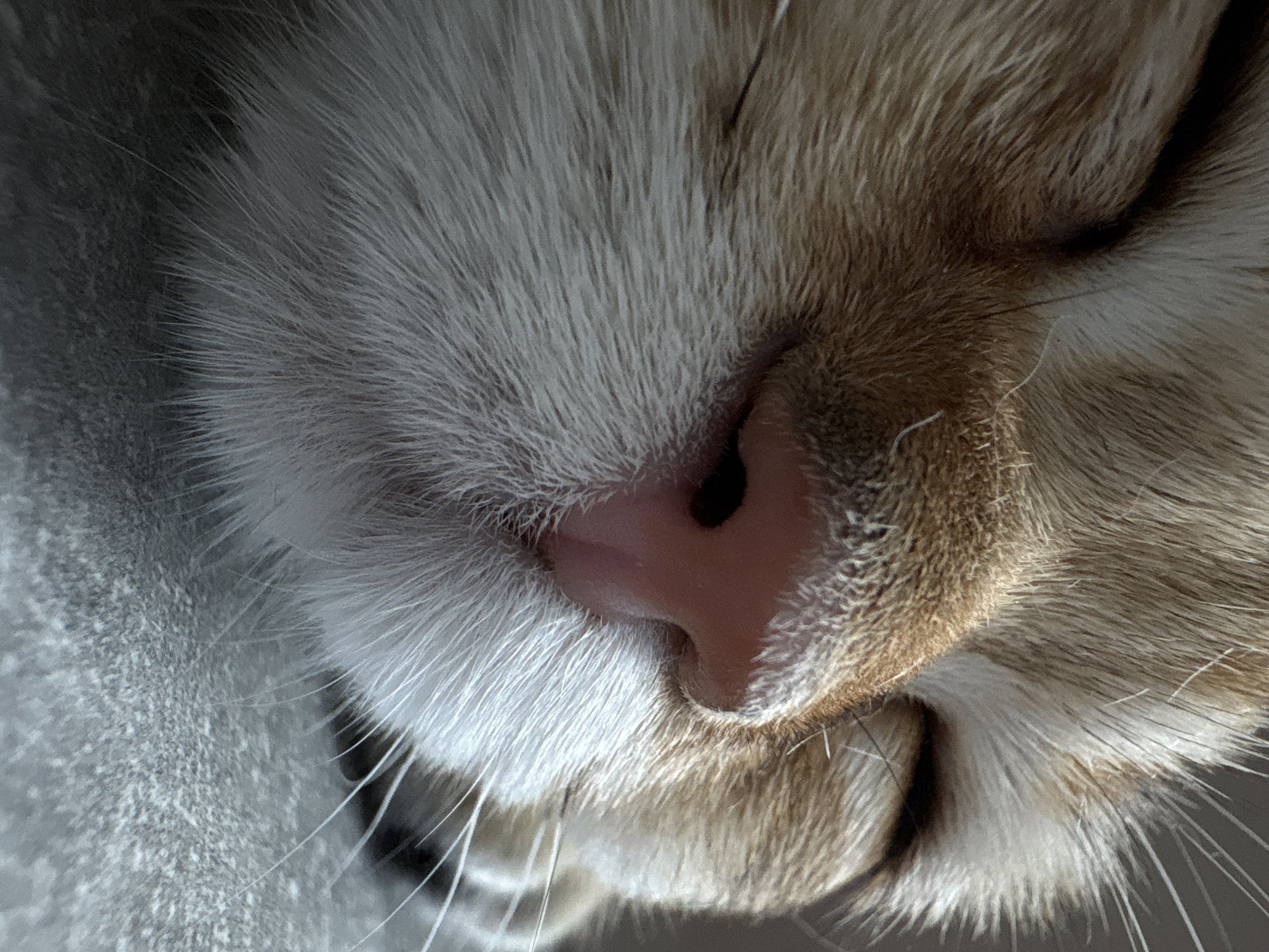 The image is a close-up, eye-level, static shot of a sleeping ginger and white cat's face. The cat's eyes are closed, and its pink nose is prominent. The fur is detailed, showing individual strands of ginger and white. The background is a muted gray surface, likely a couch or floor, with a subtle textured pattern. The lighting is soft and diffused, creating gentle shadows and highlighting the texture of the cat's fur. The image focuses tightly on the cat's snout, whiskers, and closed eyelids. There is no indication of the city of Bönnigheim, Germany within the image content.