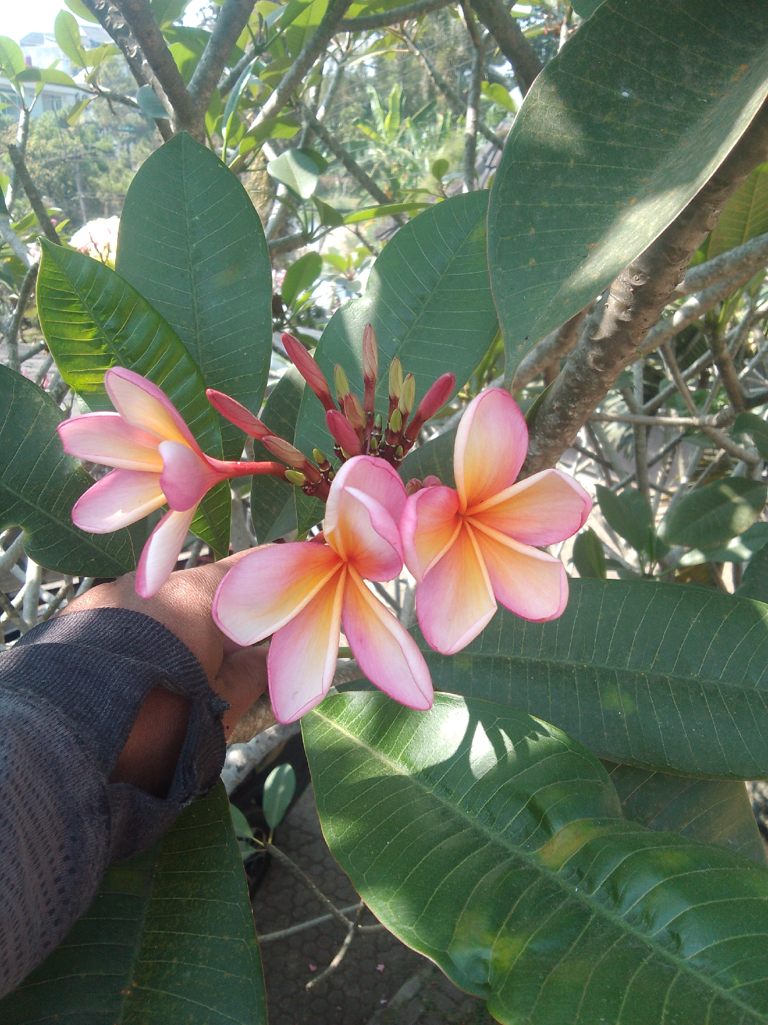 A close-up shot captures a bunch of vibrant pink and yellow plumeria flowers in bloom, with a human hand gently touching one of the petals. The flowers, with their distinctive five-petal formation, appear to be growing on a tree branch, which is surrounded by large, dark green leaves. The background is blurred, but it suggests an outdoor setting with glimpses of buildings and trees, hinting at a location in Cisarua, Indonesia. The lighting indicates it's daytime, with sunlight casting subtle shadows on the leaves and flowers. The overall impression is one of natural beauty and a moment of connection between human and nature.