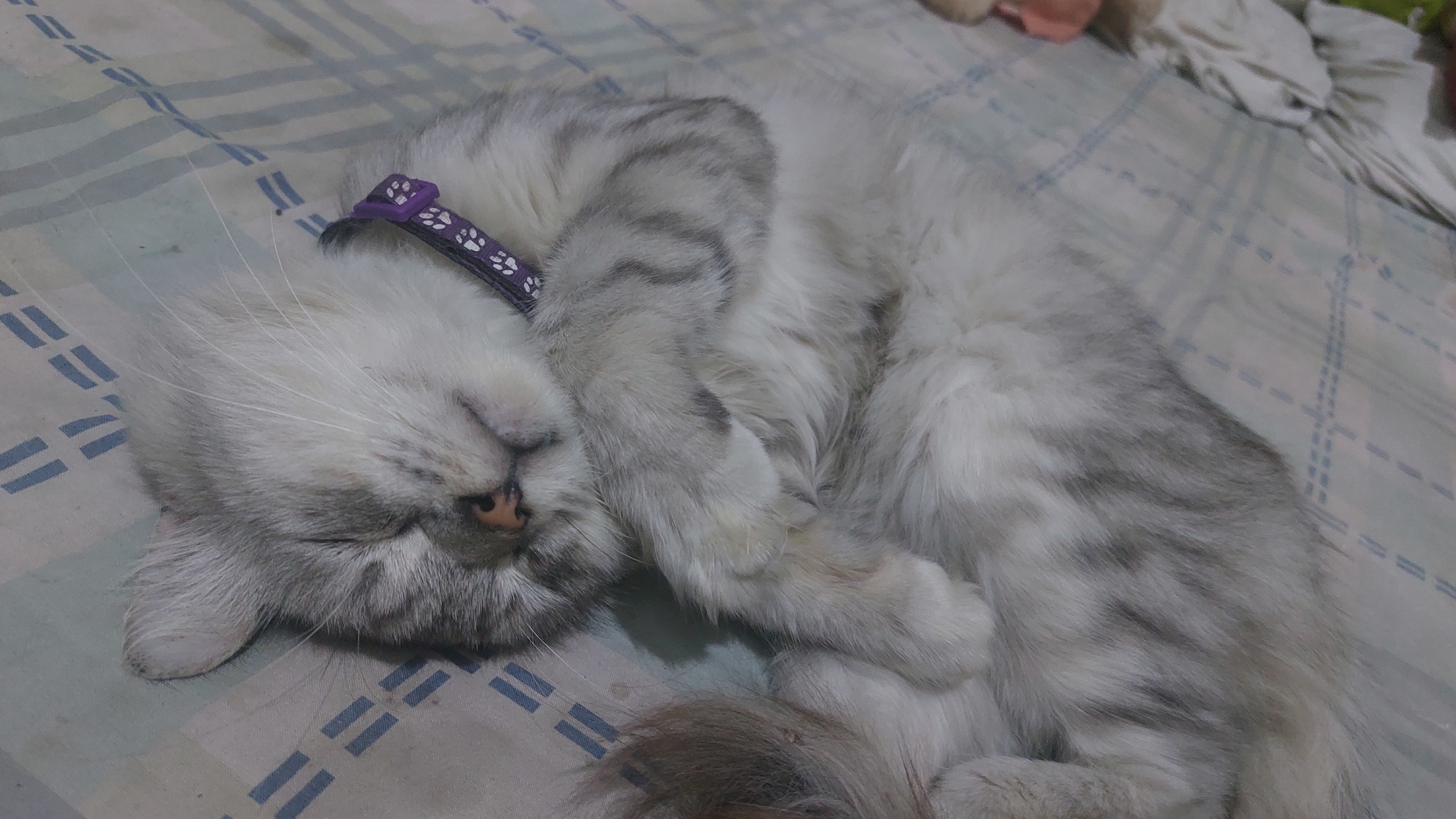 A Persian cat is sleeping on a bed. The cat is light gray with darker gray stripes. It is wearing a purple collar with white paw prints. The bed has a blue and white striped pattern. The image is a close-up of the cat, with its face and body filling most of the frame. The background is slightly blurred. There is no information about the location in Jatirogo, Indonesia.