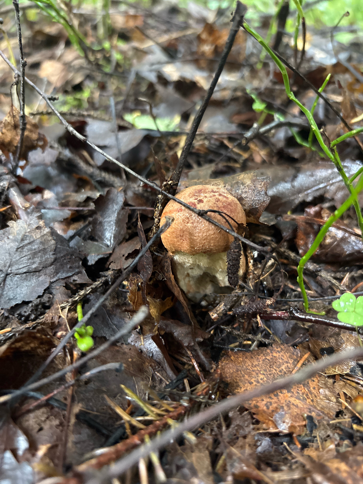 A single, small mushroom with a reddish-brown cap and a light-colored stem is nestled among fallen leaves and twigs on the forest floor. Thin, dark branches crisscross the foreground, partially obscuring the mushroom and the surrounding undergrowth. Green plant stems and leaves are visible in the background, suggesting a damp, natural environment. The lighting appears subdued, indicative of a cloudy day or dense forest canopy. There are no people or animals present in the image. The scene is located in Uglovo Massiv, Russia.