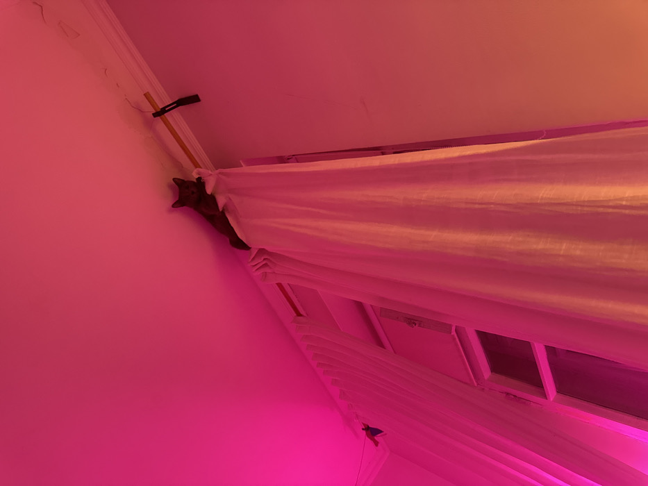 An interior room is depicted, illuminated by a pervasive pink and magenta light. A dark-furred domestic cat is perched on top of a light-colored curtain rod or pelmet, positioned along the ceiling-wall junction above a window. The cat's head is visible, facing towards the left of the frame. White, sheer curtains extend from the rod downwards, obscuring most of a multi-pane window behind them. The ceiling is white, exhibiting visible cracks and peeling paint directly above the curtain rod. A black clamp-like object is affixed to the curtain rod on the right side of the cat, and another small, dark, possibly decorative object hangs from the rod on the far left. The walls are light-colored, reflecting the dominant pink illumination. The specific location within Moscow, Russia, cannot be determined from the visual information provided.