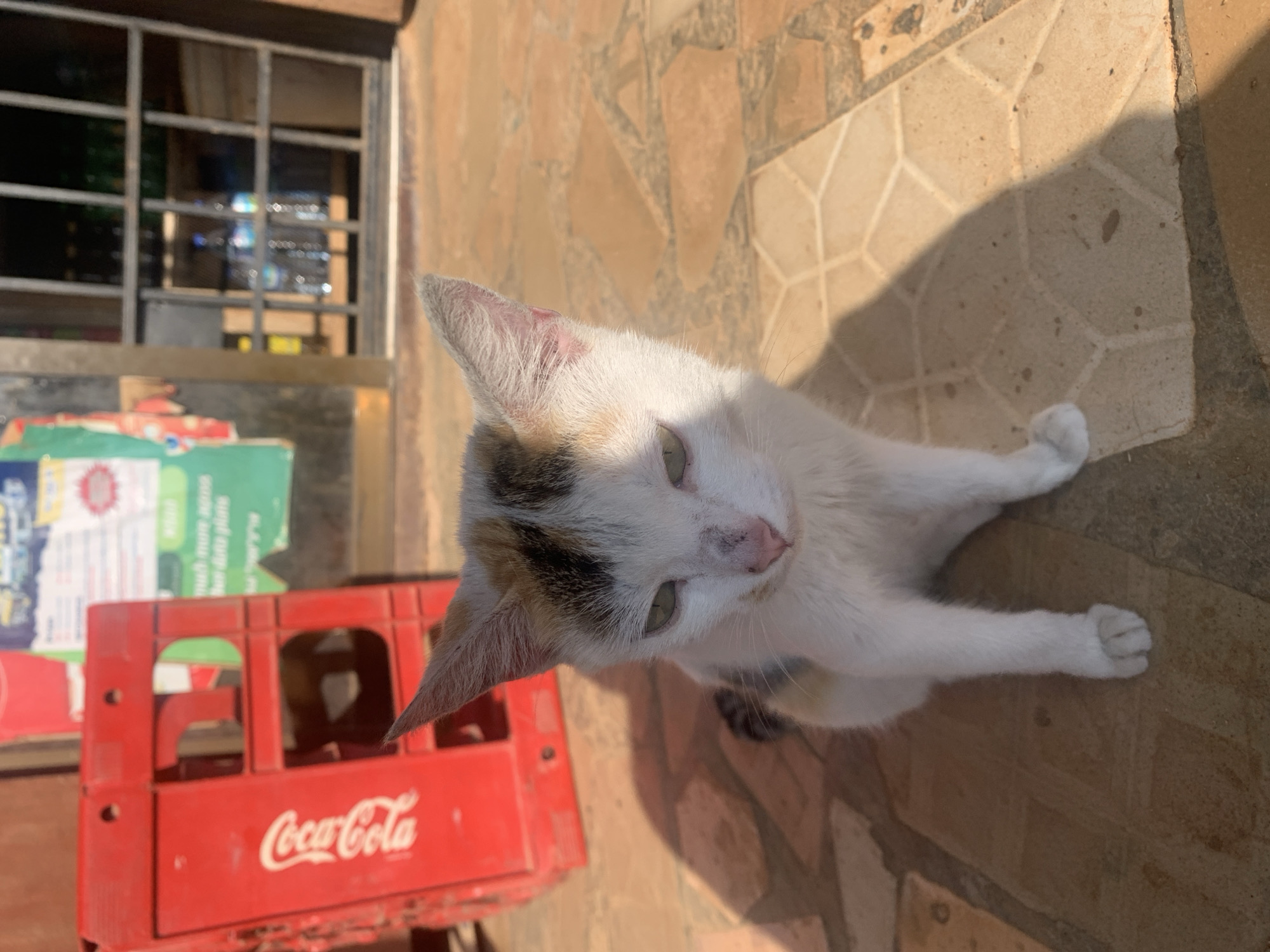A calico cat with white, orange, and black markings sits on a tiled floor outdoors. The cat's fur is short, and its eyes are a light green. The cat's nose appears slightly pink or purplish. Behind the cat, to the left, is a bright red plastic Coca-Cola crate. To the right of the cat, the tiled floor has a pattern of interlocking hexagonal shapes. In the background, a barred window reveals shelves with bottles, and a faded poster is visible on the wall. The scene suggests an outdoor area adjacent to a shop or establishment. The lighting indicates it is daytime, with distinct shadows cast on the ground. The overall setting appears to be in an urban or semi-urban environment, consistent with a location in Rafin Par, Nigeria.