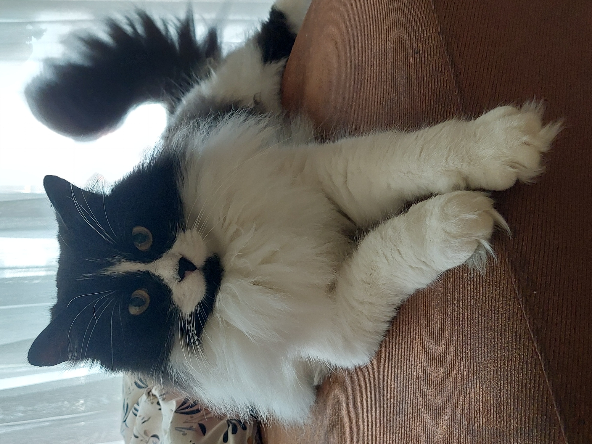 A medium shot captures a fluffy, black and white cat lounging on a textured brown surface, possibly a couch. The cat is positioned in the center of the frame, facing forward with its paws crossed. Its fur is long and appears soft, with distinct black markings on its face and ears, contrasted by white fur on its chest and legs. The cat's eyes are wide open, and its tail curves upwards behind it, appearing bushy. The background is softly blurred, showing translucent curtains and hints of a patterned fabric. The lighting suggests an indoor setting, possibly illuminated by natural light from a window. The image does not contain any information about the city of Plovdiv, Bulgaria.