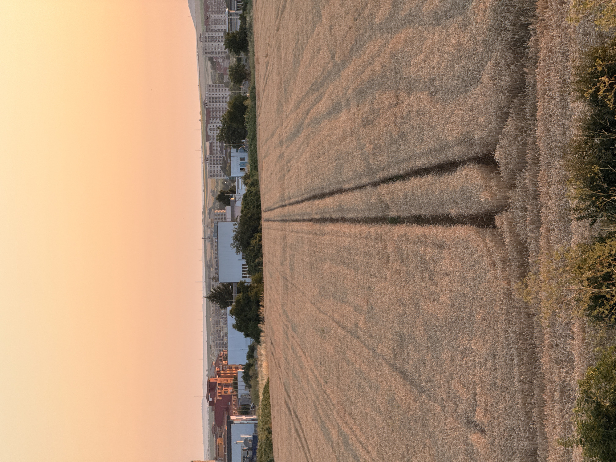 This aerial view captures a mature wheat field in Ravda, Bulgaria, at sunset. The field is vast and golden, with clear tire tracks indicating recent harvesting activity. The golden hour light bathes the scene, casting long shadows and illuminating the stalks of wheat.
To the left of the field, the distant town of Ravda is visible. Buildings, some with red-tiled roofs and others appearing more modern and industrial, are clustered together. Green trees dot the landscape, providing a contrast to the warm tones of the wheat and the buildings. The sky is a soft gradient of peach and orange, a characteristic of a Bulgarian sunset.
The image evokes a sense of rural tranquility and the cyclical nature of agriculture. The tire tracks suggest ongoing work, but the overall atmosphere is peaceful, enhanced by the soft, warm light. No people are visible in the frame, emphasizing the natural elements and the scale of the field. The location is clearly identifiable as Ravda, Bulgaria, with the town serving as a backdrop to the agricultural landscape. The weather appears to be clear and calm, ideal for harvesting.