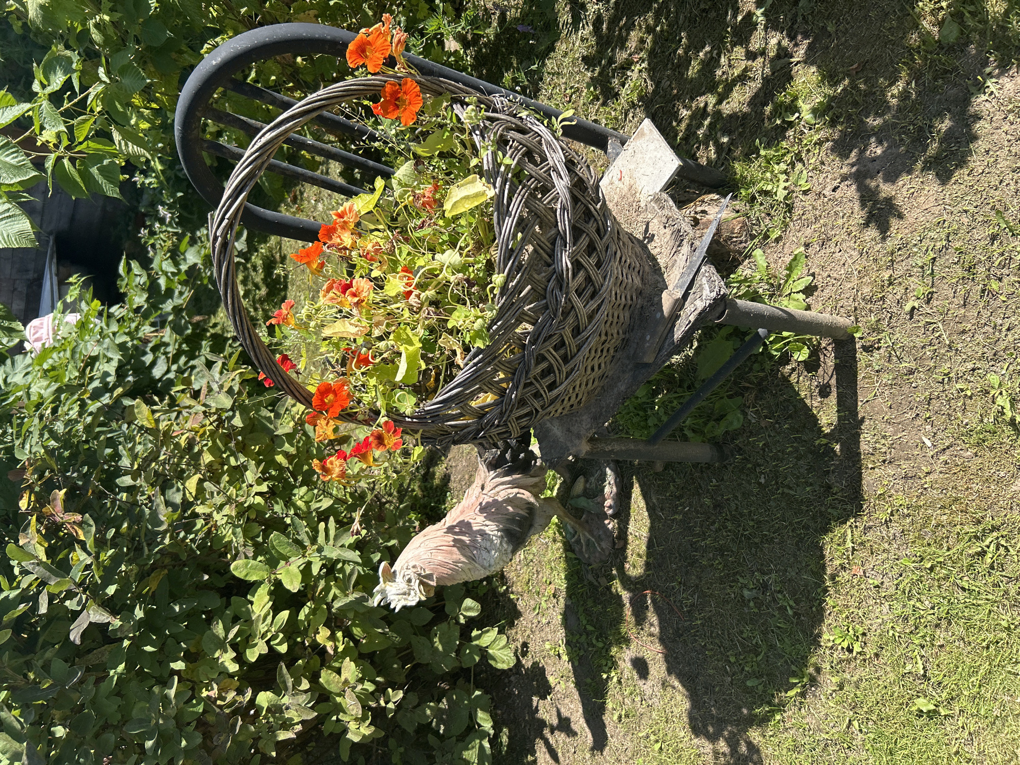 In the city of Kalitsino, Russia, an outdoor scene is depicted. A garden setting is evident with lush green foliage and dappled sunlight. A dark-colored chair, appearing to be made of wood, is centrally positioned and displays a woven basket filled with bright orange nasturtiums. To the left of the chair, a decorative rooster statue stands on the grassy ground, casting a shadow. The overall atmosphere suggests a tranquil garden space.