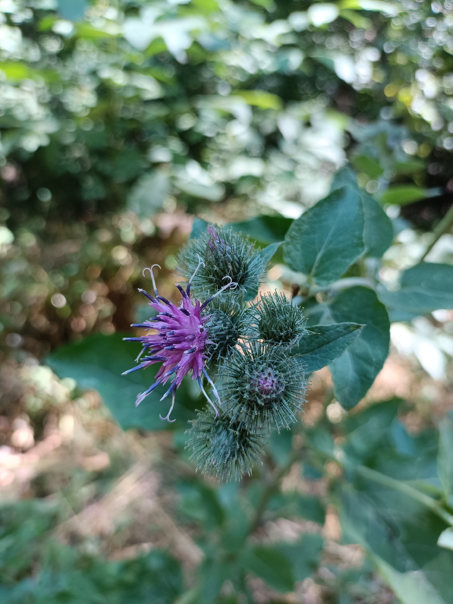 The image shows a close-up of a purple thistle flower with spiky green buds on a plant. The background is blurred green foliage, suggesting an outdoor natural setting. There are no people or identifiable landmarks present. The image does not provide any information about the location in the city of Bataysk, Russia.