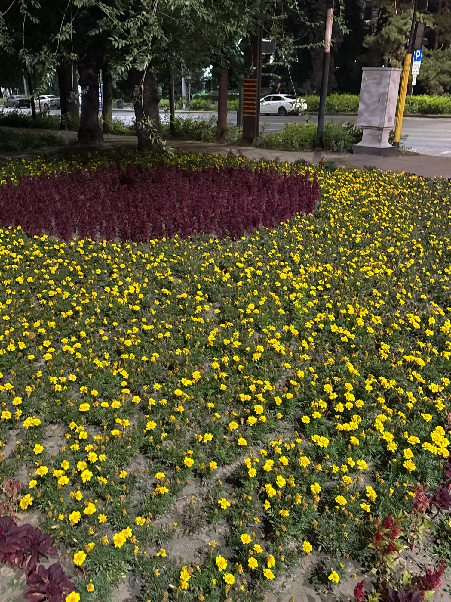 The image depicts a manicured flower bed featuring a prominent section of small yellow flowers, likely marigolds, interspersed with green foliage. Behind the yellow flowers, a dense band of dark reddish-purple foliage runs horizontally across the frame, creating a visual contrast. In the background, several trees with dark trunks and green leaves line a paved area, likely a sidewalk or pedestrian walkway. Beyond the trees, a road is visible with a white sedan parked and another white car in motion, suggesting an urban setting. A utility box, possibly an electrical cabinet, stands near the road, accompanied by a lamppost and a blue parking sign. The lighting suggests it is evening or nighttime, with artificial light illuminating the scene. This scene is located on Abay Avenue in Almaty, Kazakhstan, near the intersection with Baitursynov Street.