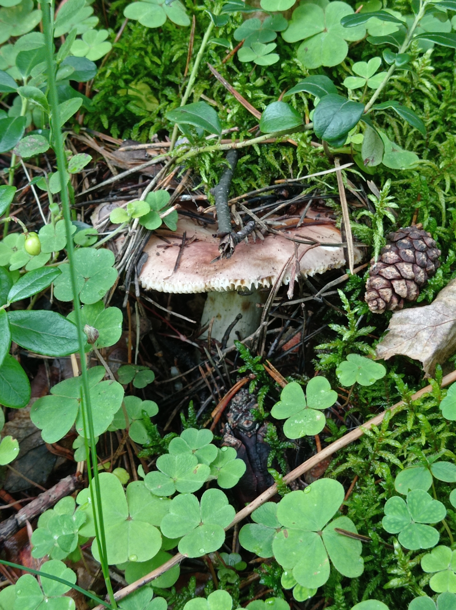 A close-up, eye-level shot captures a forest floor scene rich with vegetation. The foreground is dominated by numerous bright green clover leaves, some showing dew drops, interspersed with moss and fallen pine needles. A single, slender green stem with small leaves runs vertically through the center of the frame. Partially obscured by the foliage and debris is a mushroom with a light brown cap and white, frilled gills. To the right of the mushroom, a brown pine cone rests on a bed of moss. The background consists of dense green moss and more clover. The lighting is natural and diffused, suggesting an overcast day or a shaded area. The image composition is tightly focused on the details of the forest floor, with no human presence or activity depicted. The location is identified as being in the city of Degtyarsk, Russia, specifically in a natural, wooded environment.