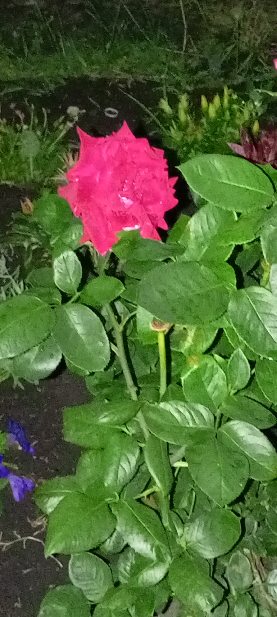 In the city of Kirsanov, Russia, a close-up, low-angle shot captures a vibrant pink rose bloom. The rose, with its petals slightly unfurled, is the central focus, nestled amidst lush green foliage. Dewdrops glisten on the petals, suggesting recent moisture. In the background, a dark, earthy patch of soil is visible, with hints of other greenery and what appear to be small buds or leaves. The lighting suggests it might be evening or a dimly lit area. In the lower left corner, a glimpse of two small, purple flowers adds a subtle splash of contrasting color to the scene. The image is a still, natural scene, devoid of any human presence or activity.