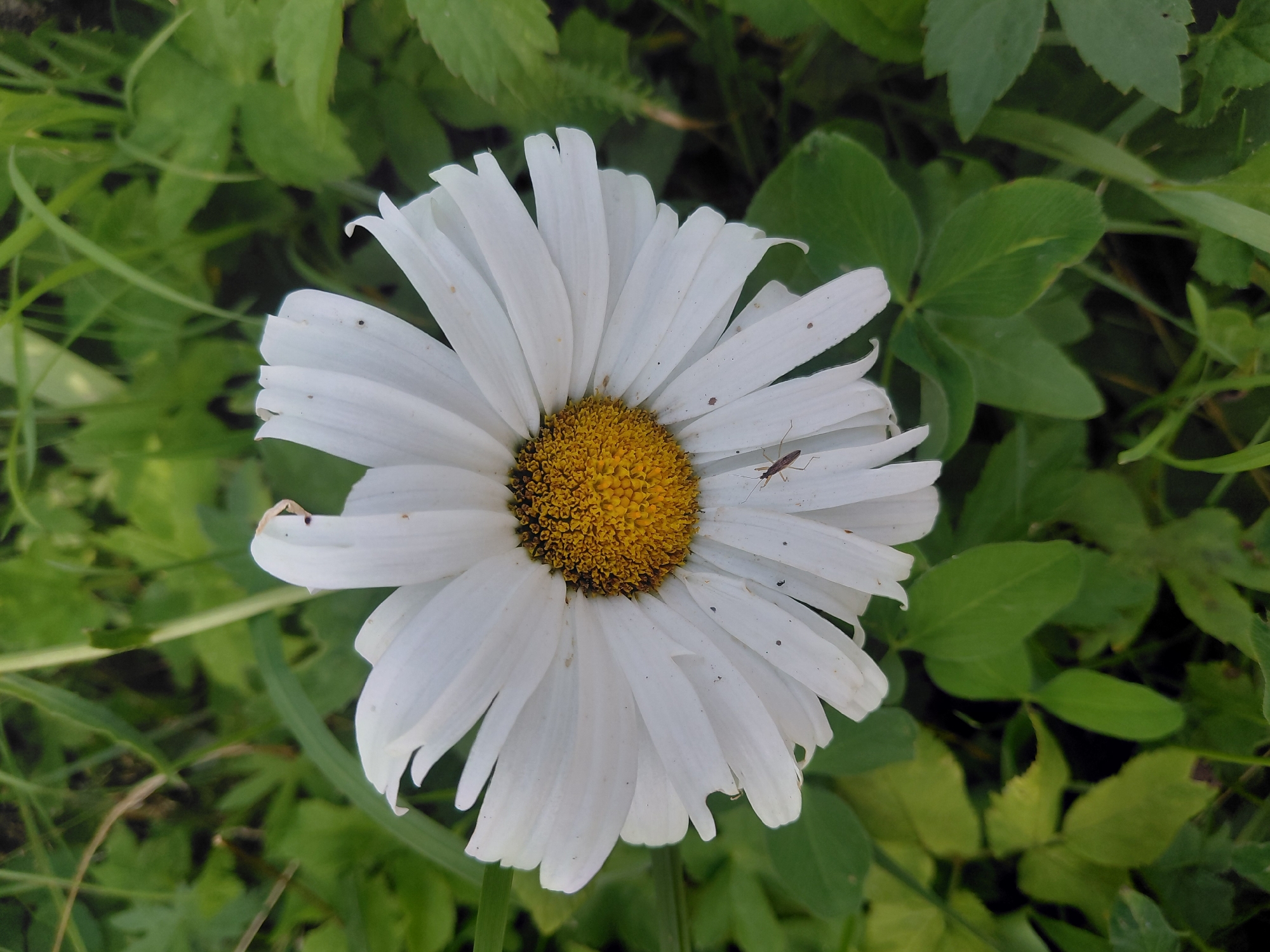 A close-up, vertical, eye-level shot features a white daisy with a yellow center, set against a blurred background of green foliage. A small, brown insect with long legs and antennae is perched on one of the daisy's white petals, slightly to the right of center. The daisy is the primary subject, with its petals spread wide. The surrounding greenery is out of focus, providing a natural, outdoor setting. The overall lighting suggests it might be late afternoon or early morning, with soft light illuminating the flower. The scene does not depict any specific urban or environmental features that would allow for identification of its location in Chernyk, Ukraine.