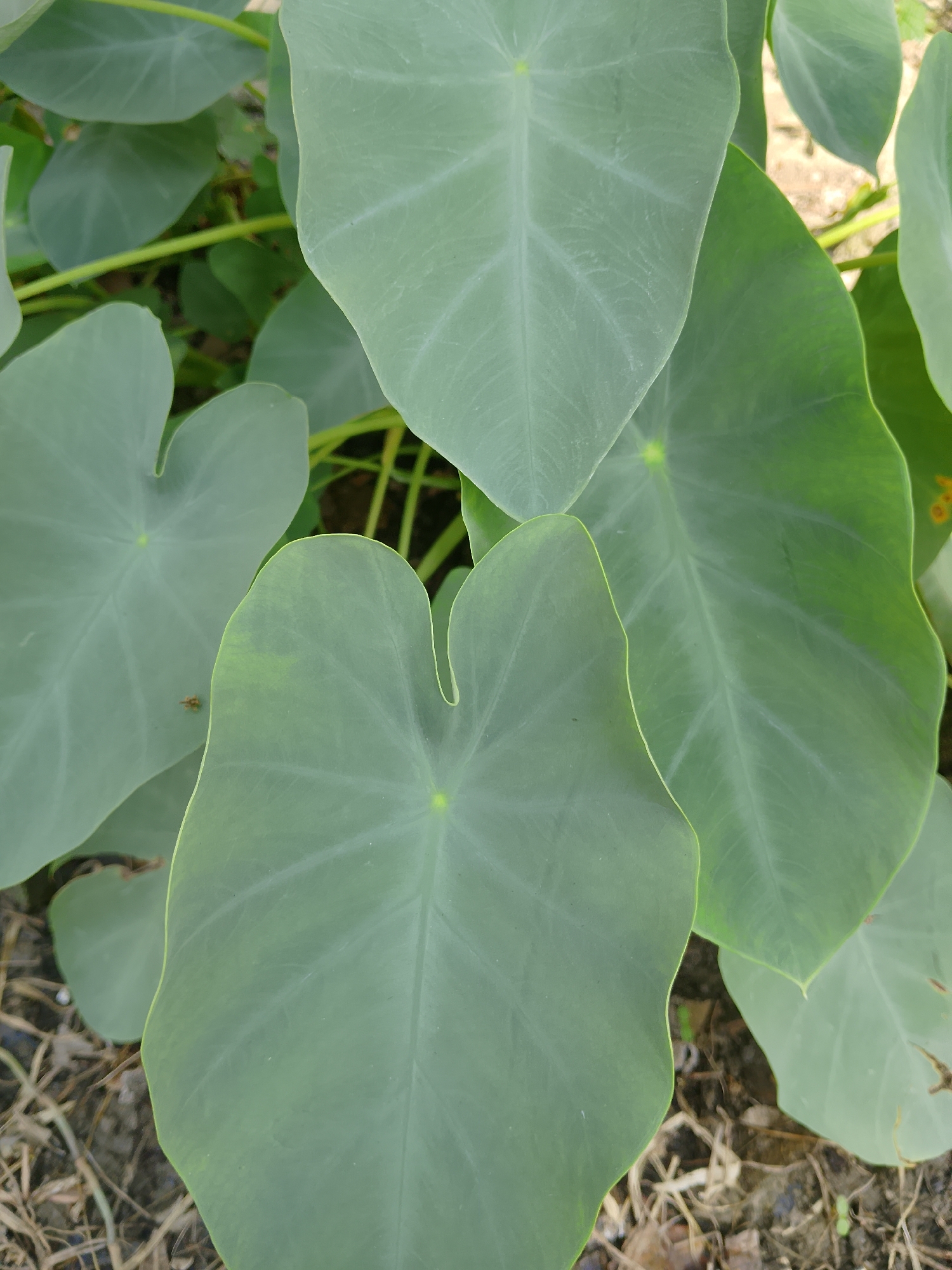 This is a close-up, eye-level, outdoor shot of large, heart-shaped taro leaves. The leaves are a muted green color with visible veins. Some of the leaves are slightly overlapping. The background consists of dry grass, soil, and some blurry green foliage. The image appears to have been taken in Kasiman, Indonesia, as indicated by the provided information. There are no people or animals visible in the frame. The lighting suggests it is daytime, but the exact time of day is unclear. The scene is natural and unposed.