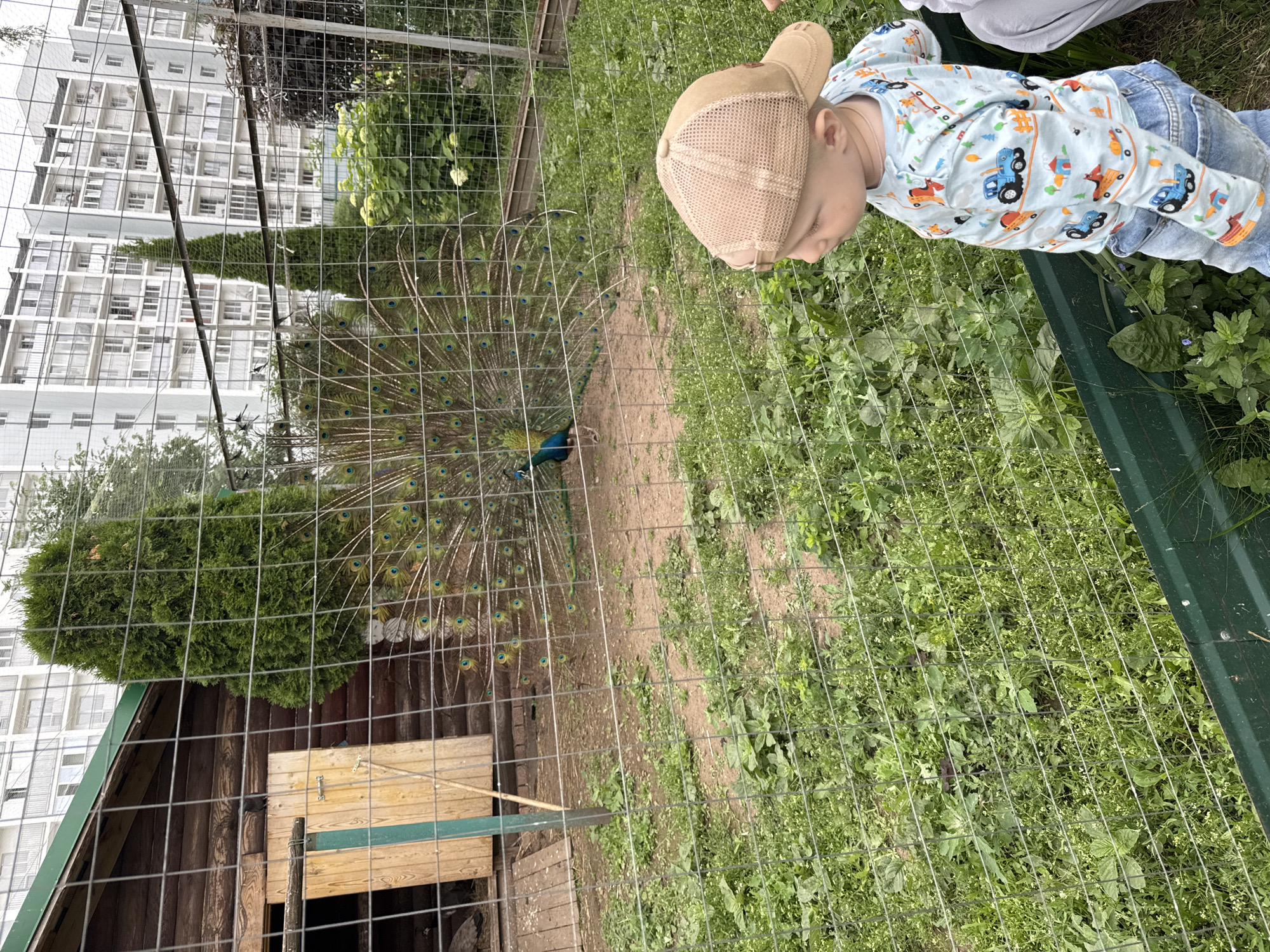 A young child wearing a light blue long-sleeved shirt with a colorful vehicle print and denim jeans is looking down towards a peacock. The child is wearing a light brown mesh baseball cap. The peacock, with its magnificent tail fanned out in a display of iridescent feathers, is positioned in the center of the image. The scene appears to be an outdoor enclosure, possibly a zoo or animal park, with a wire fence in the foreground separating the viewer from the peacock and child.
Behind the peacock, there is a rustic wooden structure with a sloped roof, possibly a shelter or enclosure for animals. In the background, a tall, modern building with many windows is visible, suggesting an urban or suburban setting. The ground within the enclosure is dirt with patches of green grass and weeds. The overall impression is a bright, possibly daytime scene, with the peacock's display being the central focus. The child's posture and gaze suggest curiosity and wonder at the sight of the peacock. The image provides a glimpse into a moment of interaction between a child and nature in a somewhat contained environment. There is no visible text in the image.