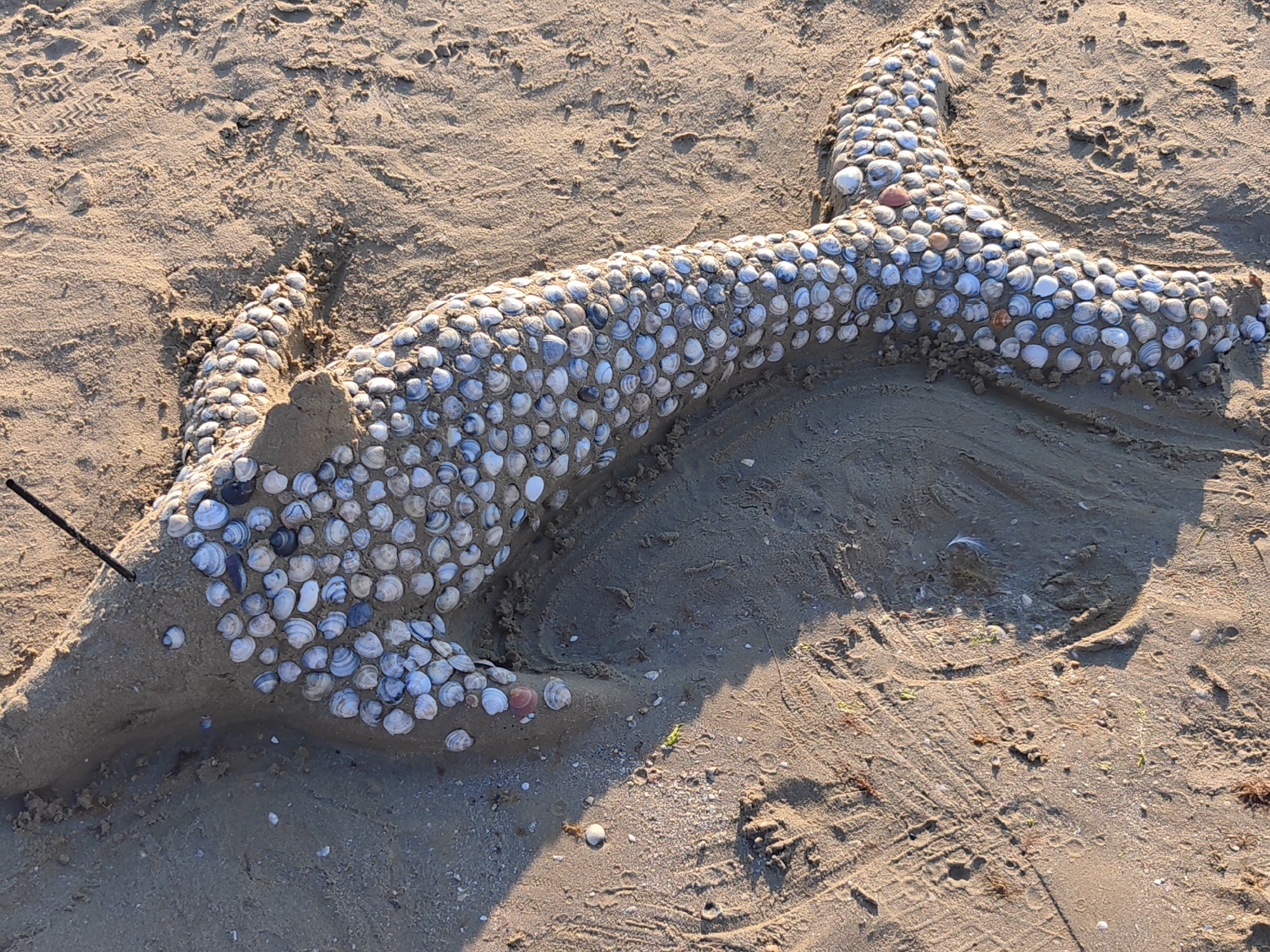 This media file captures a sand sculpture of a stingray or manta ray, meticulously crafted on a sandy beach. The sculpture is entirely covered in small, light-colored seashells, forming a textured mosaic that highlights the creature's fins and body. Some shells have blue or grey markings, adding subtle variation to the surface. The sand itself is a light tan color, with visible footprints and tire tracks indicating recent human activity. A thin, dark stick or piece of driftwood is embedded in the sand near the sculpture's head.
The scene suggests a sunny day at the beach, with the long shadows cast by the sculpture and surrounding objects indicating it might be either morning or late afternoon. The presence of shells and the sandy environment strongly suggest a coastal location. While no people are directly visible in the frame, their recent presence is implied by the footprints and the sculpture itself, which is a human creation. The artwork appears to be the main focus, showcasing a creative use of natural beach materials. The overall mood is peaceful and summery, evoking a sense of leisure and artistic expression in a natural setting. No visible text is present in the image. The location is identified as Rimini, Italy.