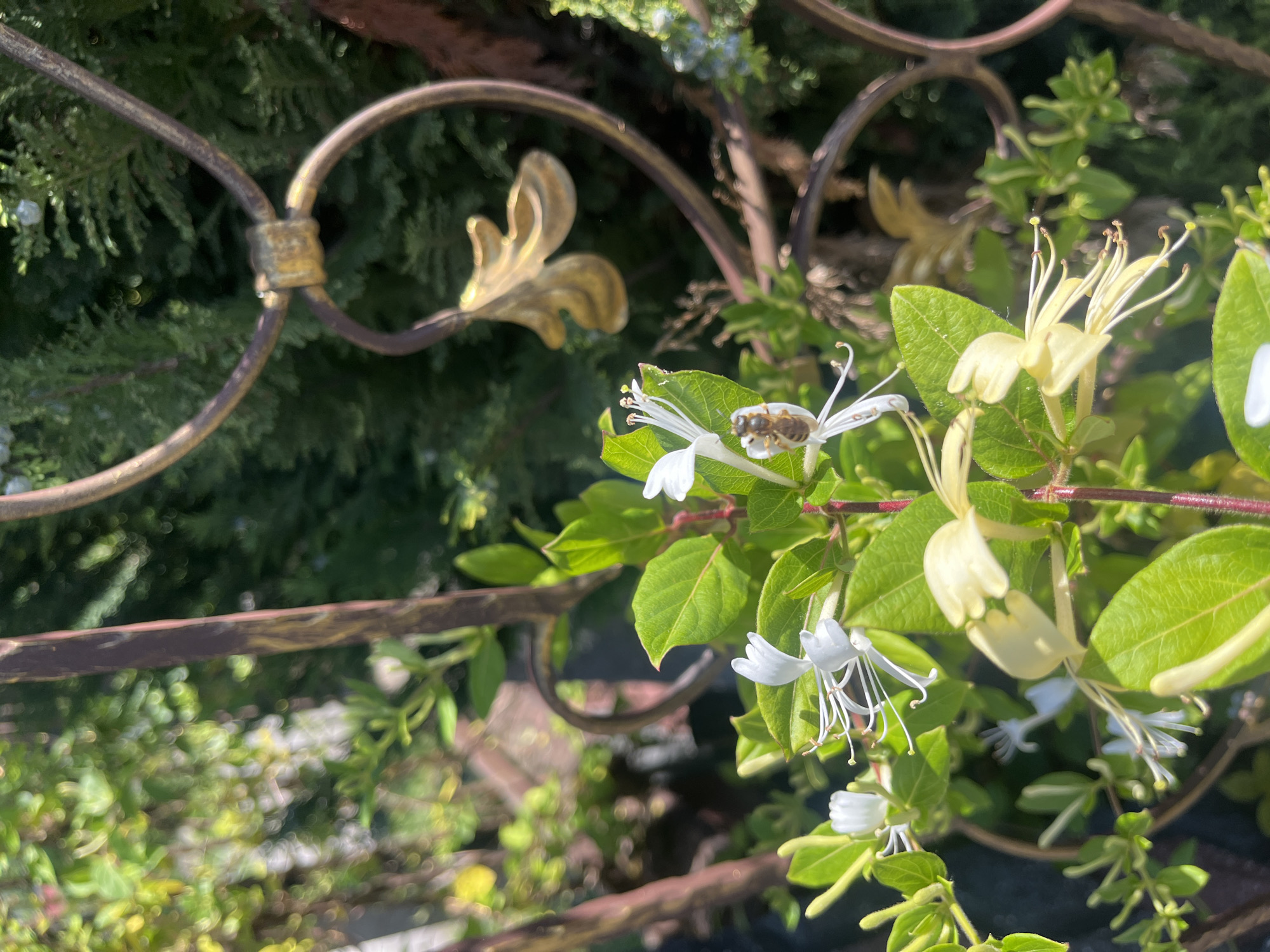The image depicts a close-up view of a honeysuckle plant with white and pale yellow flowers, positioned near an ornate, gold-accented wrought iron fence. A small, brown and white insect appears to be on one of the white flowers. The background consists of green foliage. The location is Onokivtsi, Ukraine.