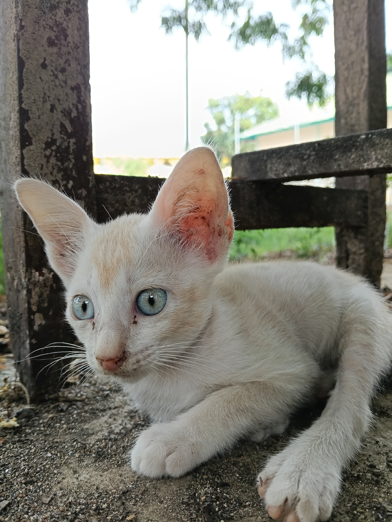 A white kitten with striking blue eyes is the central subject of this close-up, eye-level shot. The kitten's fur is light cream or white, with faint hints of orange or brown on its forehead and around its nose. Its ears appear slightly dirty or scabby on the inside. Two small black ants are visible near its left eye. The kitten is in a crouched or resting position on what appears to be a concrete or gravel ground. Its whiskers are prominent, extending forward and to the sides.
The setting is outdoors, with concrete structures forming a partial frame around the kitten. To the left, a rough, dark grey concrete pillar stands vertically. To the right, another dark concrete structure, possibly part of a bench or support, is visible horizontally behind the kitten's head. The background is brightly lit and blurred, showing hints of green foliage from trees or bushes and a light-colored building with a green roof, suggesting a daytime scene. The overall lighting is natural and bright. The kitten's expression is attentive, with its gaze directed slightly to the left of the frame. No text is visible in the image. Given the context, the location is Lhokseumawe, Indonesia.