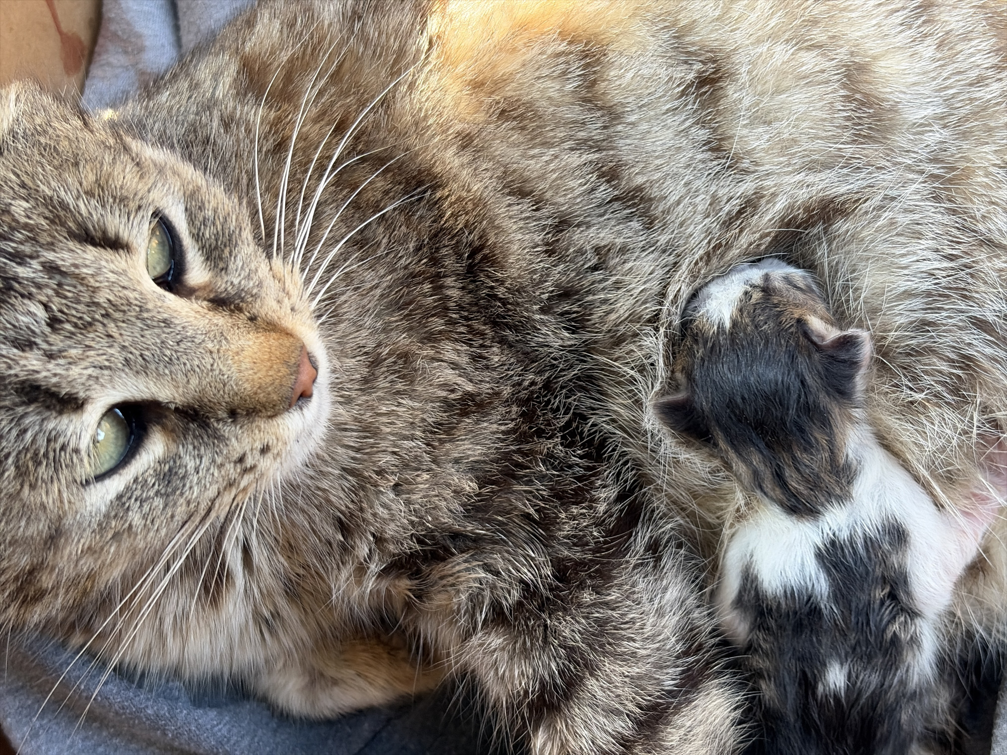 A close-up shows a tabby cat lying on a gray surface, possibly cloth. Tucked against the cat's belly is a tiny kitten with dark gray and white fur. The cat is lying down and appears to be looking at the camera. The location is unknown.