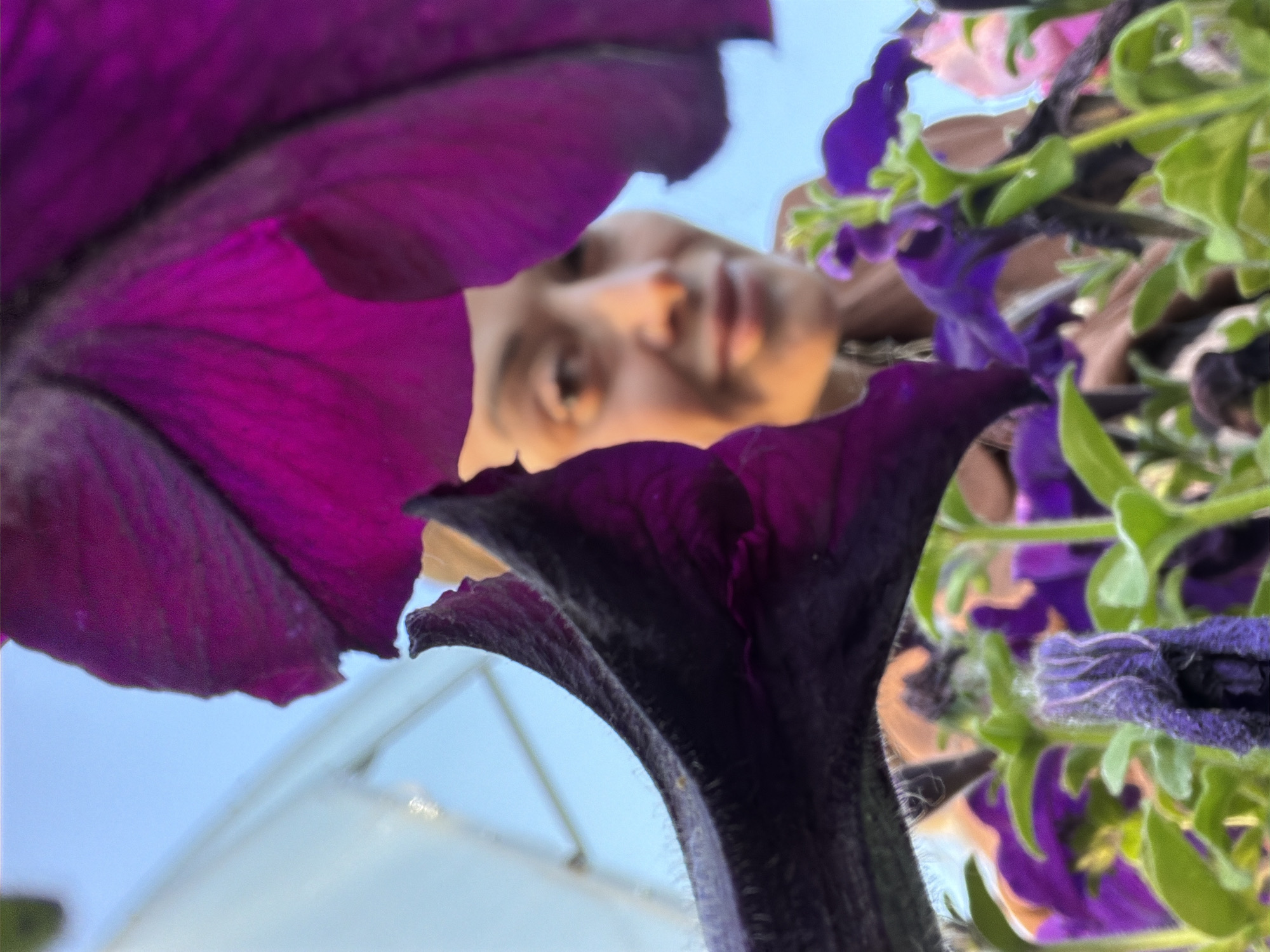 The image, taken in the city of Kansk, Russia, features a low-angle, close-up view of vibrant purple petunia flowers. Two large, dark purple petals dominate the foreground, obscuring much of the scene. In the background, a woman's face is visible, slightly out of focus, with bright lighting that creates a warm glow. She is smiling and looking towards the camera. The background beyond the flowers and the woman is a clear blue sky and a white structure, possibly a greenhouse or awning. The overall impression is a bright, outdoor setting with a focus on the floral elements framing the human subject.