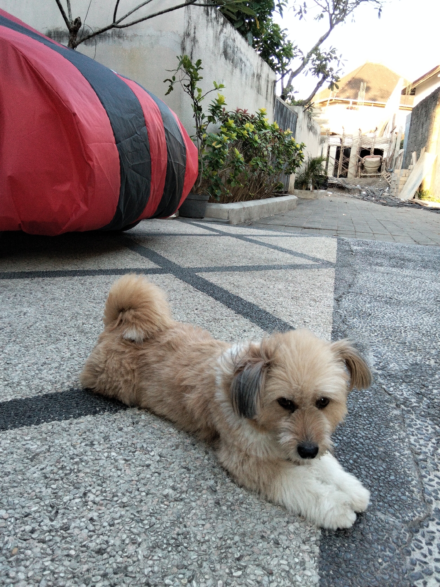 The image depicts a tan-colored mixed-breed dog lying on a textured gray and black patterned pavement in Denpasar, Indonesia. The dog is facing the camera, with its paws crossed and its head tilted slightly. In the background, there is a large, inflated object with red and black stripes, possibly a bouncy castle or inflatable structure. Beyond that, a concrete wall with some plants and trees is visible, along with elements of a construction site, including scaffolding, cement mixers, and building materials. The scene appears to be an outdoor area, likely a residential or public space.