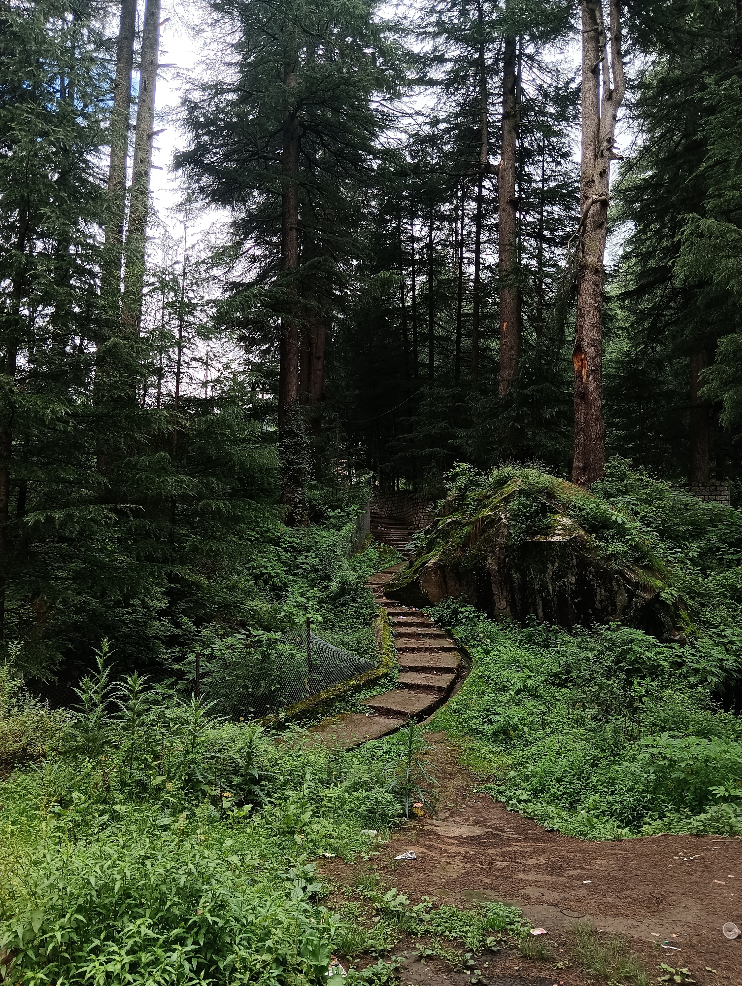 The image depicts a pathway leading through a dense forest, likely in Manali, India, known for its tall cedar trees and lush undergrowth. The pathway is made of stone steps and a dirt path, curving upwards into the greenery. A large moss-covered boulder is situated beside the steps. The overall scene is one of natural beauty and tranquility, with the tall trees forming a canopy overhead. There are no people or animals visible in the image.