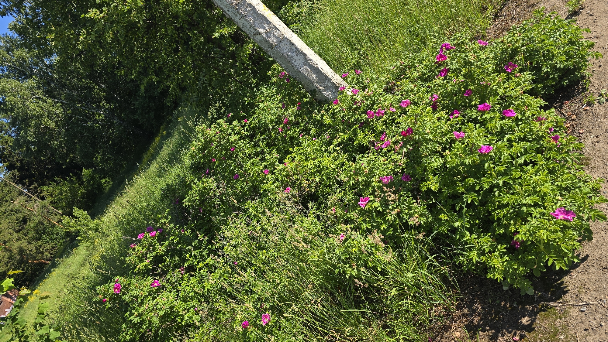 A low-angle, full shot captures a dense, overgrown embankment covered in lush green foliage and bright pink wild roses. The embankment slopes upwards from a sandy, dirt path in the foreground, leading into a dense forest of trees in the background. The sun is shining, casting dappled shadows on the greenery. A rough, textured, concrete pillar, likely part of an old fence or structure, juts diagonally from the right side of the frame into the bushes. The scene is likely located on the outskirts of Chaikovsky, Russia, possibly near a park or a less-maintained area. There are no people or animals visible in the image.