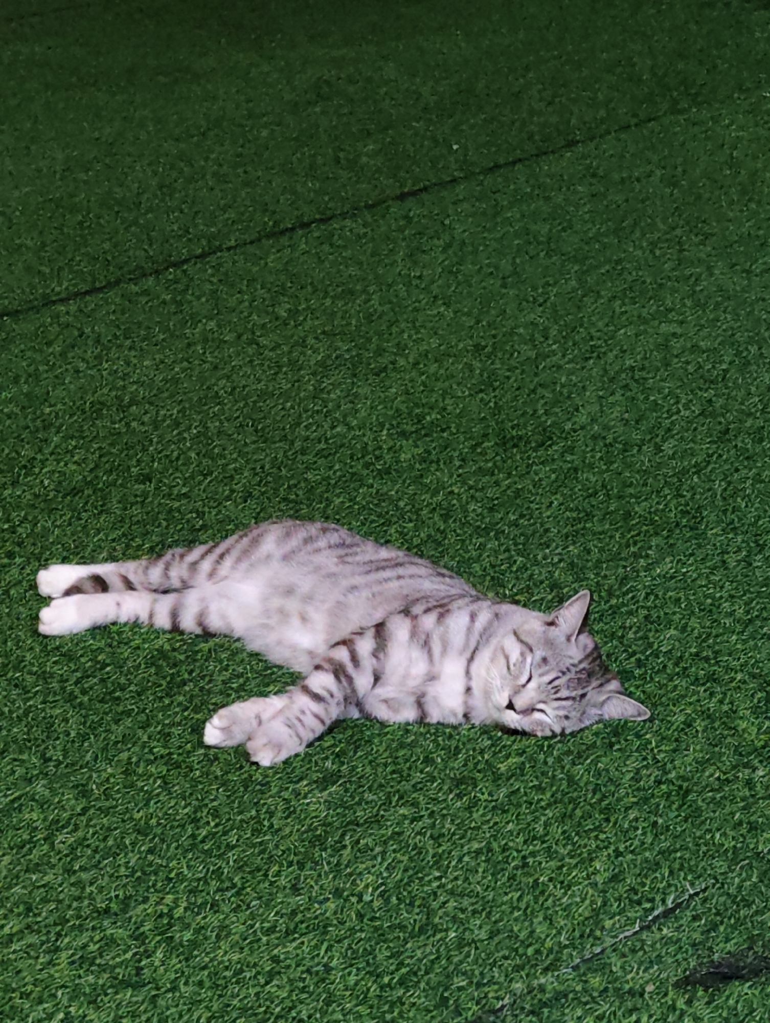 A tabby cat is sleeping on a green, artificial turf surface. The cat is lying on its side with its legs extended. Its eyes are closed and its head is resting on the ground. The fur is grey with black stripes. The background is entirely composed of the green turf, with a faint black line visible in the upper portion of the image. The scene appears to be outdoors, possibly in a park or recreational area. There is no information provided about the location in Lindian, China.
