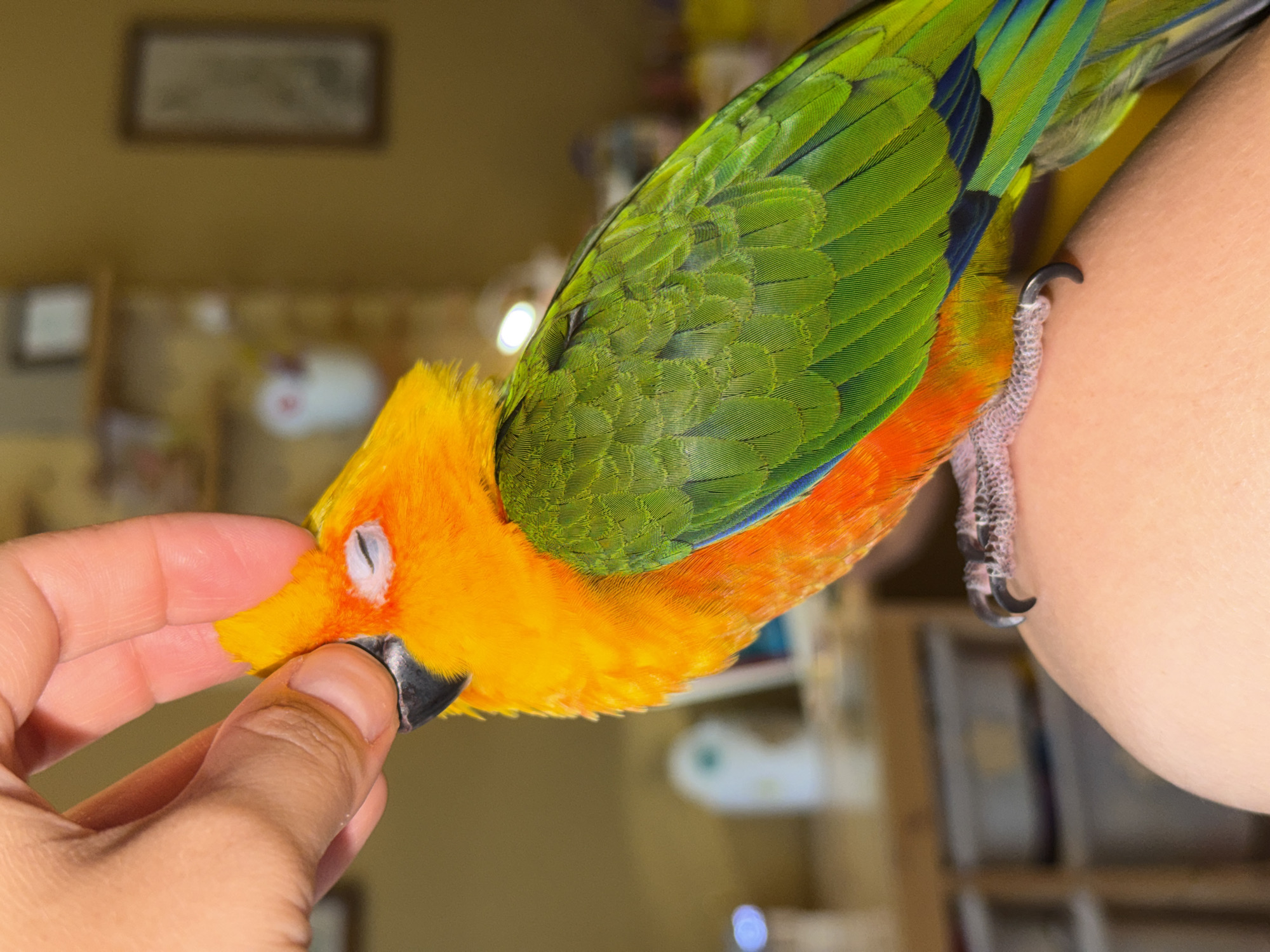 A person's hand gently strokes the head of a sun conure parrot, which is perched on the person's leg. The parrot has closed eyes and appears relaxed. The background is blurred, showing a domestic environment with shelves and framed pictures on a wall. The lighting is warm, suggesting an indoor setting. The image does not contain any identifiable landmarks or elements that would allow for its location to be determined in the city of Khimki, Russia.