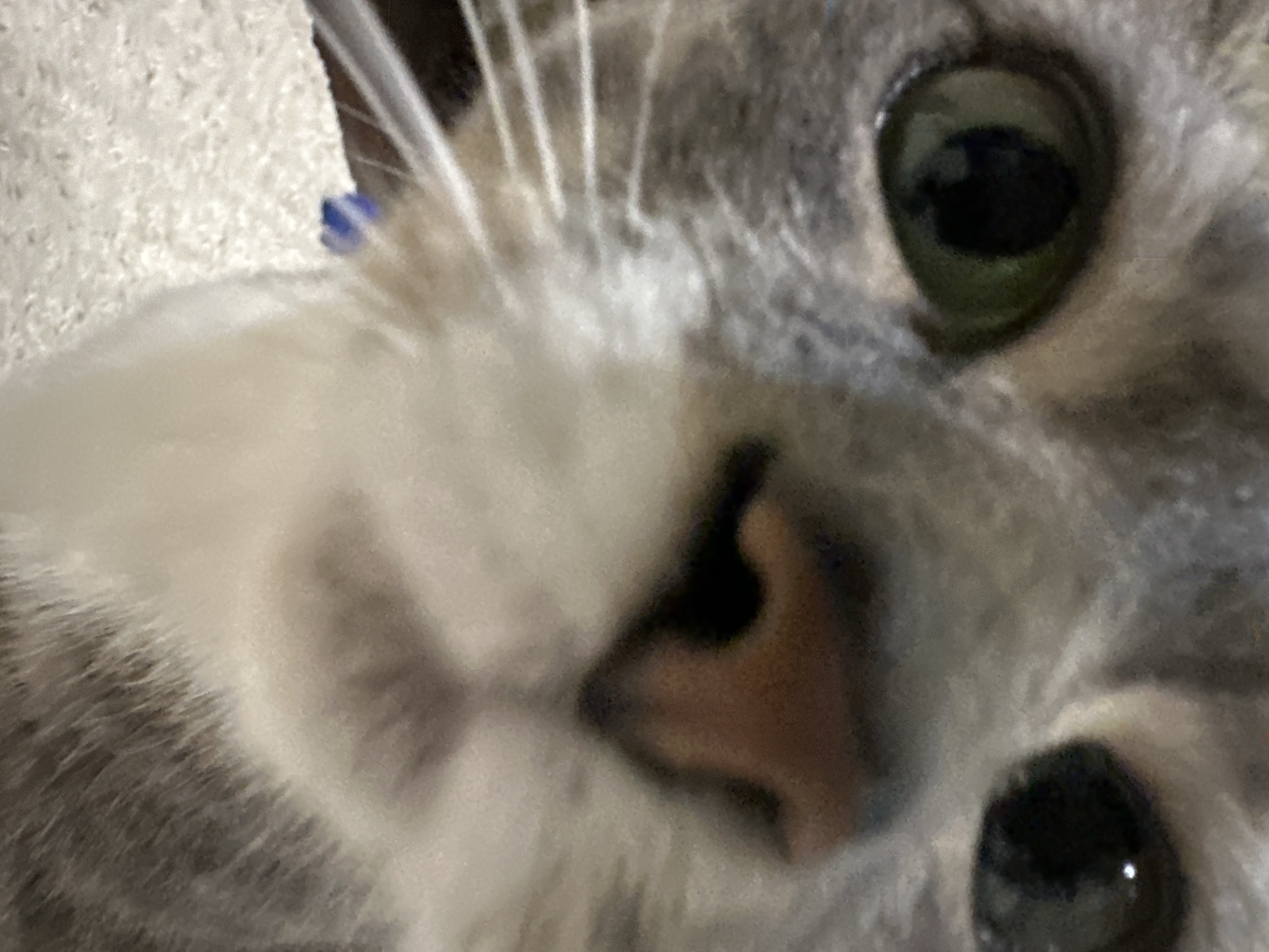 A close-up, low-angle shot shows the face of a gray tabby cat with a white chest. The cat's left eye, a vibrant green, is prominently featured on the left side of the frame, while its right eye, dark and reflective, is visible on the upper right. The cat's nose, a reddish-brown hue, is centered in the image, with a white muzzle extending downwards. Long white whiskers fan out from the sides of its face. A small blue object, possibly part of a collar, is visible near the bottom left of the frame. The background consists of a textured, light-colored surface, likely a carpet or fabric, and a blurred darker area on the upper left. The image is out of focus overall, particularly in the background, emphasizing the cat's face. The scene is indoors, in a domestic environment.