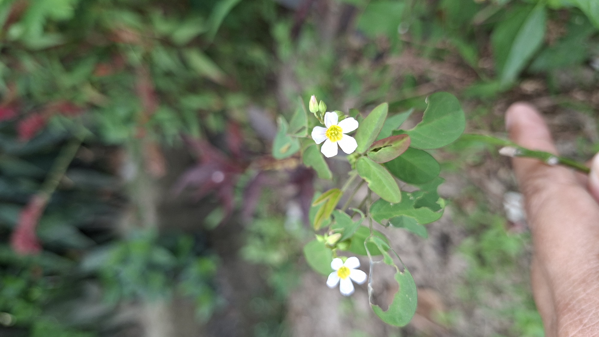 The image shows a close-up of a small plant with delicate white flowers and green leaves. The flowers have five petals and a yellow center. There are also a couple of flower buds visible. Some of the leaves have small holes in them. In the background, there is out-of-focus greenery and soil. A person's thumb and index finger are visible on the right side of the frame, holding a thin stem of the plant. The image appears to have been taken outdoors during the daytime, with natural light illuminating the scene. The setting seems to be a garden or natural environment. The overall mood is calm and focused on the details of the plant. There is no visible text in the image. The location context is Kutaglumpang, Indonesia.