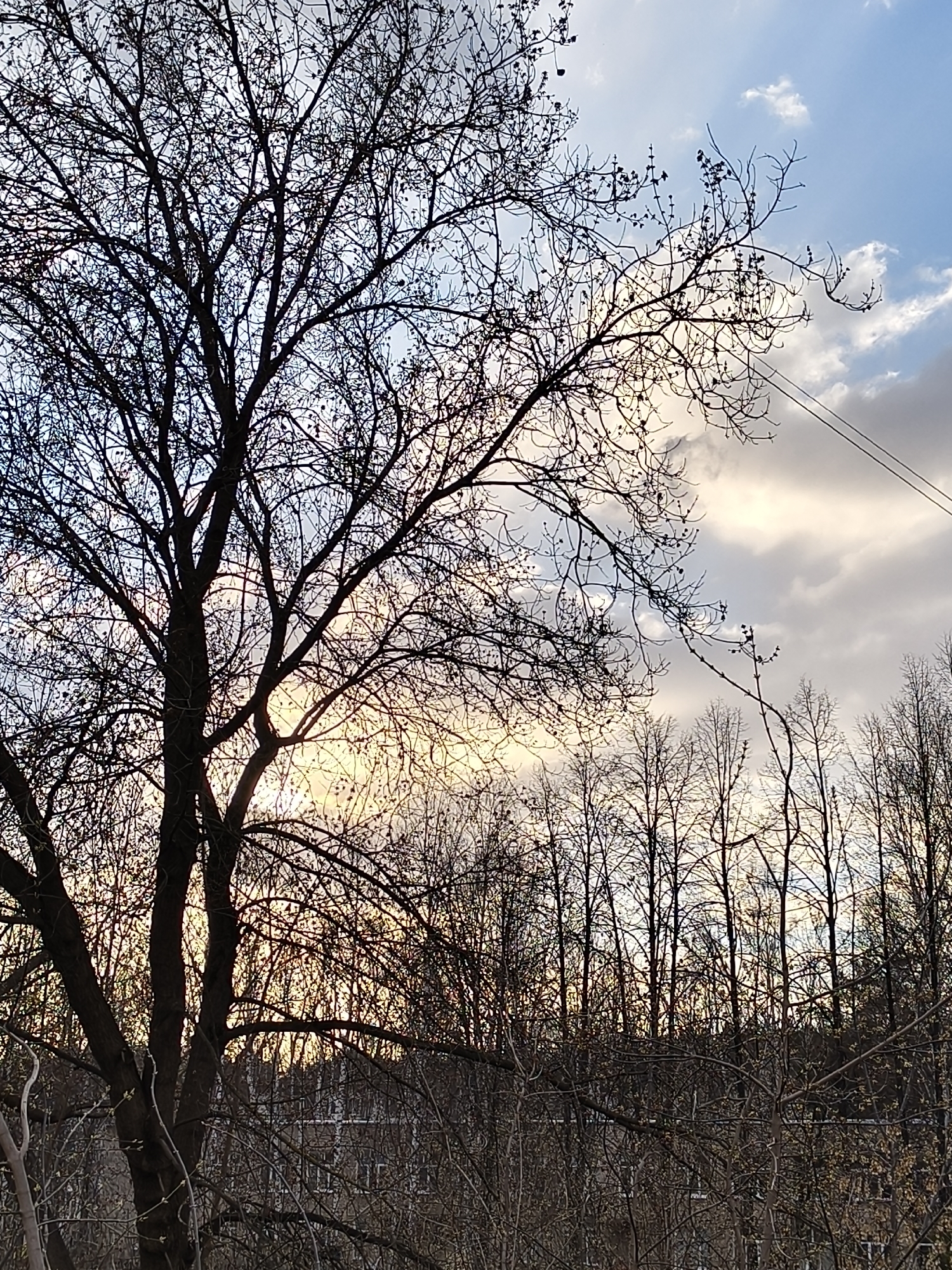 The image presents an outdoor scene featuring a prominent silhouette of a large, bare deciduous tree in the foreground, its intricate branches reaching across the frame. The tree's leafless state, with visible buds, suggests late winter or early spring.
Behind the foreground tree, the sky dominates the upper and mid-sections, displaying a mix of light blue and scattered clouds. A warm, bright glow of yellow and orange light emanates from behind the trees near the horizon, strongly indicating either sunrise or sunset. This light illuminates the edges of some clouds, creating a dramatic contrast with the dark, silhouetted trees.
To the right and in the background, numerous thinner trees with bare branches stand tall, forming a dense, dark forest edge. Faint outlines of what appear to be structures or buildings can be discerned through the branches in the lower-middle distance, suggesting an urban or suburban setting. Two thin power lines are visible stretching diagonally across the upper right portion of the sky, further hinting at a developed area.
The overall mood is one of quiet contemplation, showcasing the stark beauty of nature during a transition period, bathed in the soft, warm light of twilight or dawn. There is no visible text in the image.