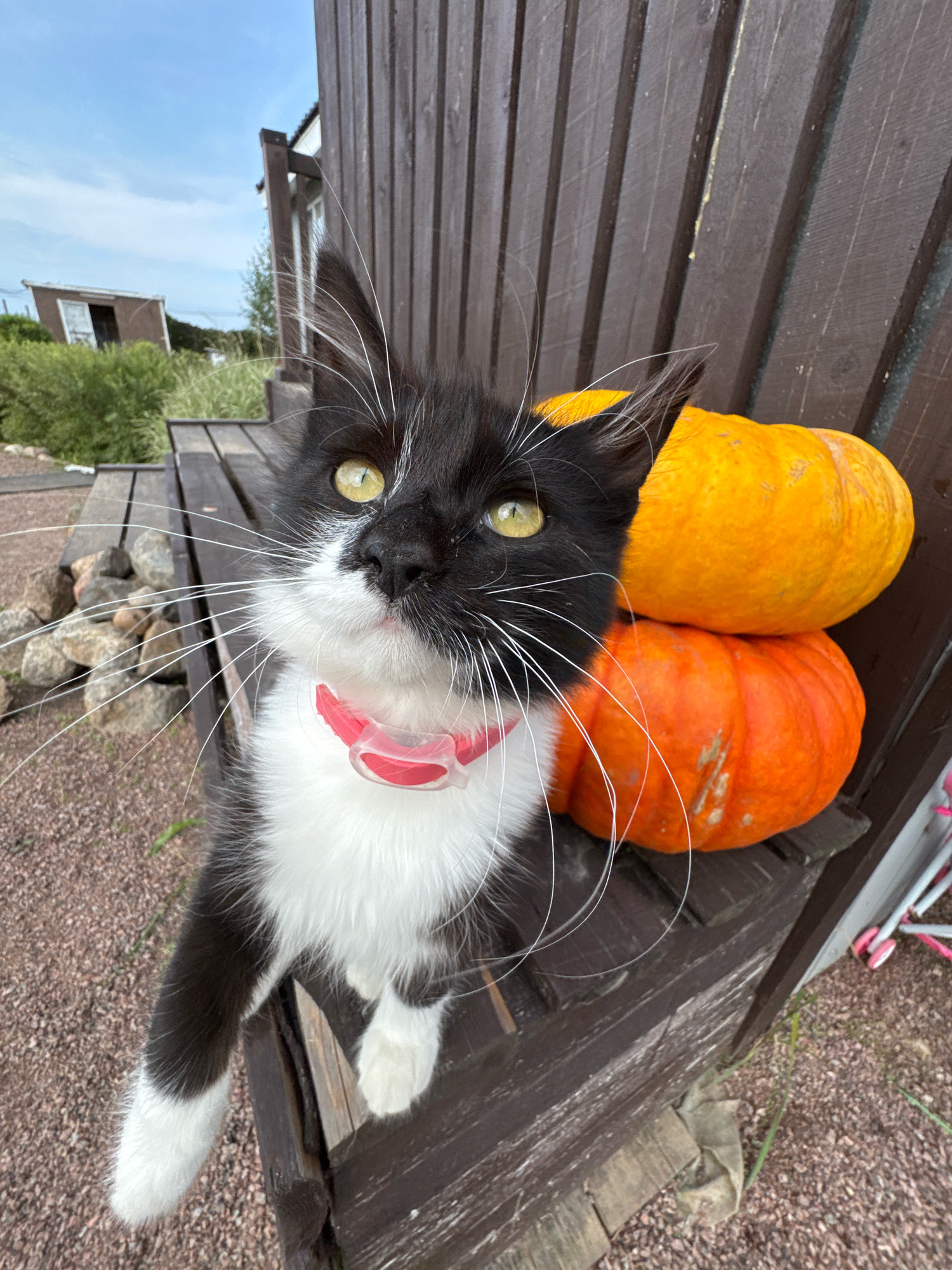 A black and white cat wearing a pink collar is sitting on a wooden bench in front of two pumpkins. The cat is looking at the camera with bright yellow eyes. The background shows a rustic wooden wall, some rocks, and a grassy area with a small building in the distance. The scene appears to be outdoors, possibly in a backyard or garden setting in Kempelelevo, Russia, given the presence of pumpkins suggesting an autumn theme.