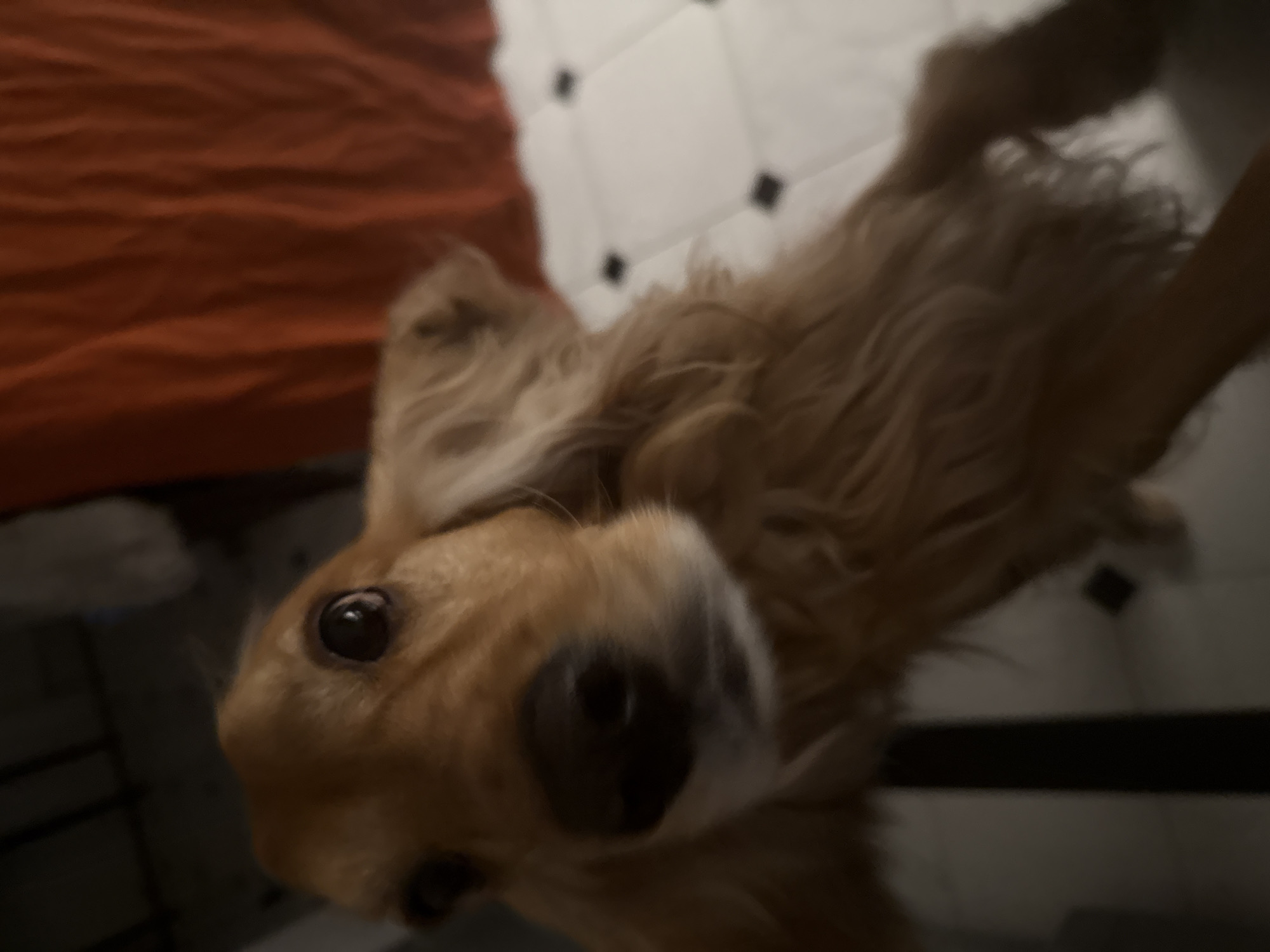 A close-up, low-angle shot shows a golden-colored dog with floppy ears and dark eyes looking directly at the camera. The dog's fur is light brown and appears fluffy. The background is blurred, with hints of an orange fabric in the upper right corner, and a tiled floor with black accents. The lighting is dim, casting shadows and highlighting the dog's face. The dog's nose is dark and wet.