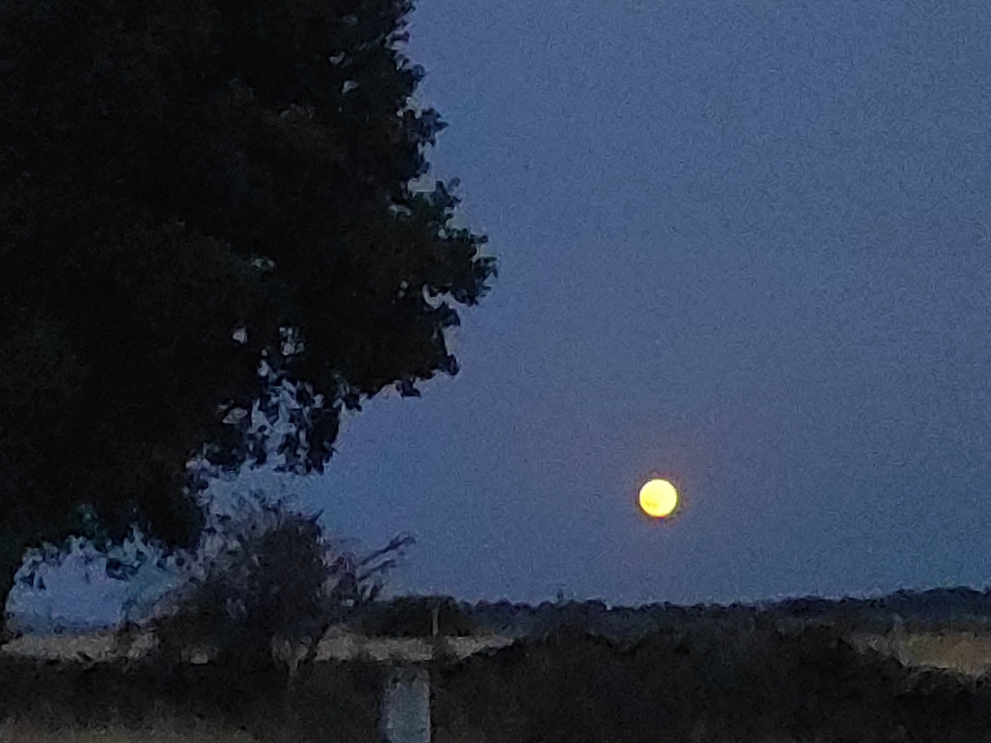 A solitary, glowing yellow moon is visible in the dusky blue sky above a dark, silhouetted treeline. The moon is positioned to the right of the frame, slightly above the horizon. On the left side of the image, the dark, leafy branches of a large tree extend into the sky. The ground below the treeline is also dark and indistinct. The scene appears to be an outdoor landscape, possibly in the rural area of Sobradillo, Spain, given the absence of urban structures and the natural elements present. There are no people or animals visible in the image. The overall mood is serene and twilight-like.