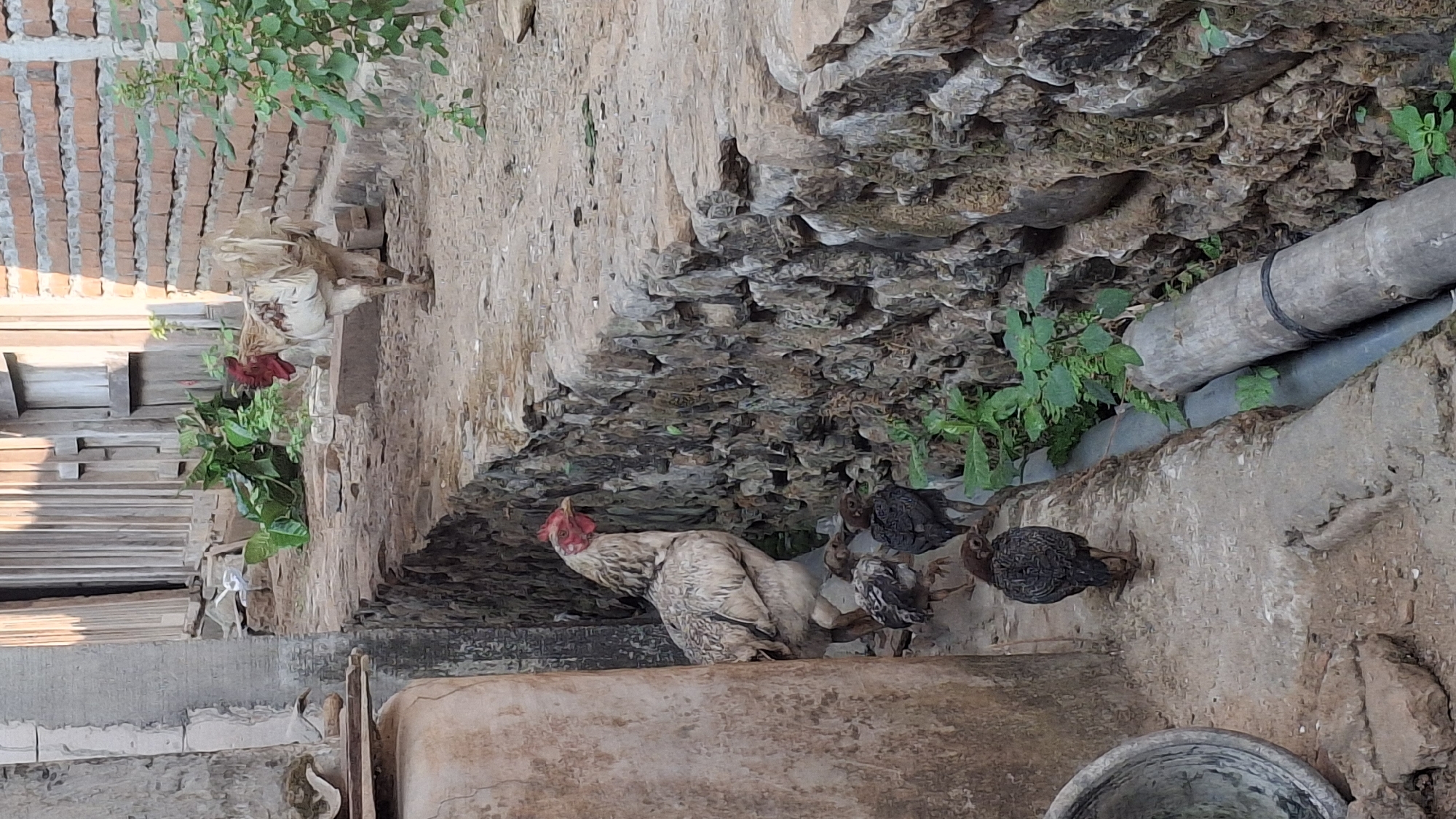 In Pucakwangi, Indonesia, a scene unfolds in a rural village setting. A hen with mottled gray and white plumage stands guard over three chicks near a rough stone wall. The hen is positioned in the foreground, slightly to the left of the frame, its head turned to the right as if watchful. Two of the chicks, one dark gray and the other mottled, are close to the hen. A third, darker chick is visible further back, partially obscured.
In the background, a larger rooster with white and brown feathers stands on a raised pathway, its head and comb a prominent red. It is facing away from the viewer. The pathway is bordered by a brick wall on the right and a wooden fence or building structure on the left, suggesting a residential or agricultural area. Green foliage grows between the stone wall and the pathway, and also near the brick wall. A large, weathered cylindrical object, possibly a water tank or silo, occupies the far left of the frame. The ground is a mix of dirt and small stones, indicating an unpaved area. The overall impression is one of a quiet, rustic environment.