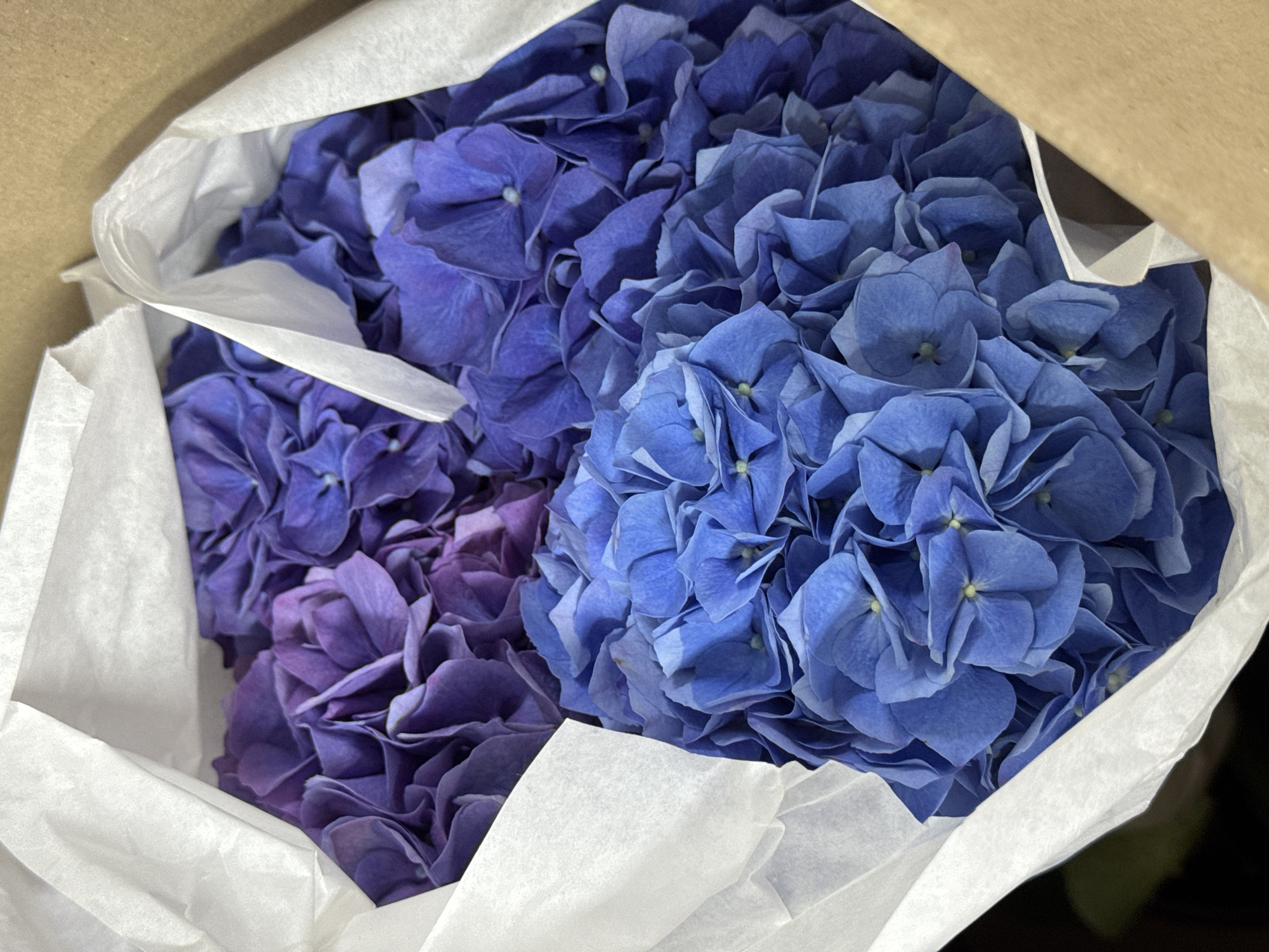 The image shows a collection of blue and purple hydrangeas nestled inside a brown cardboard box lined with white tissue paper. The flowers fill the frame, their petals tightly packed together. The blue hydrangeas are a lighter shade, while the purple ones are darker, with some showing a mix of purple and pink hues. The tissue paper is crumpled and folded, protecting the flowers within the box. The context, people, and specific location are not apparent from the image.