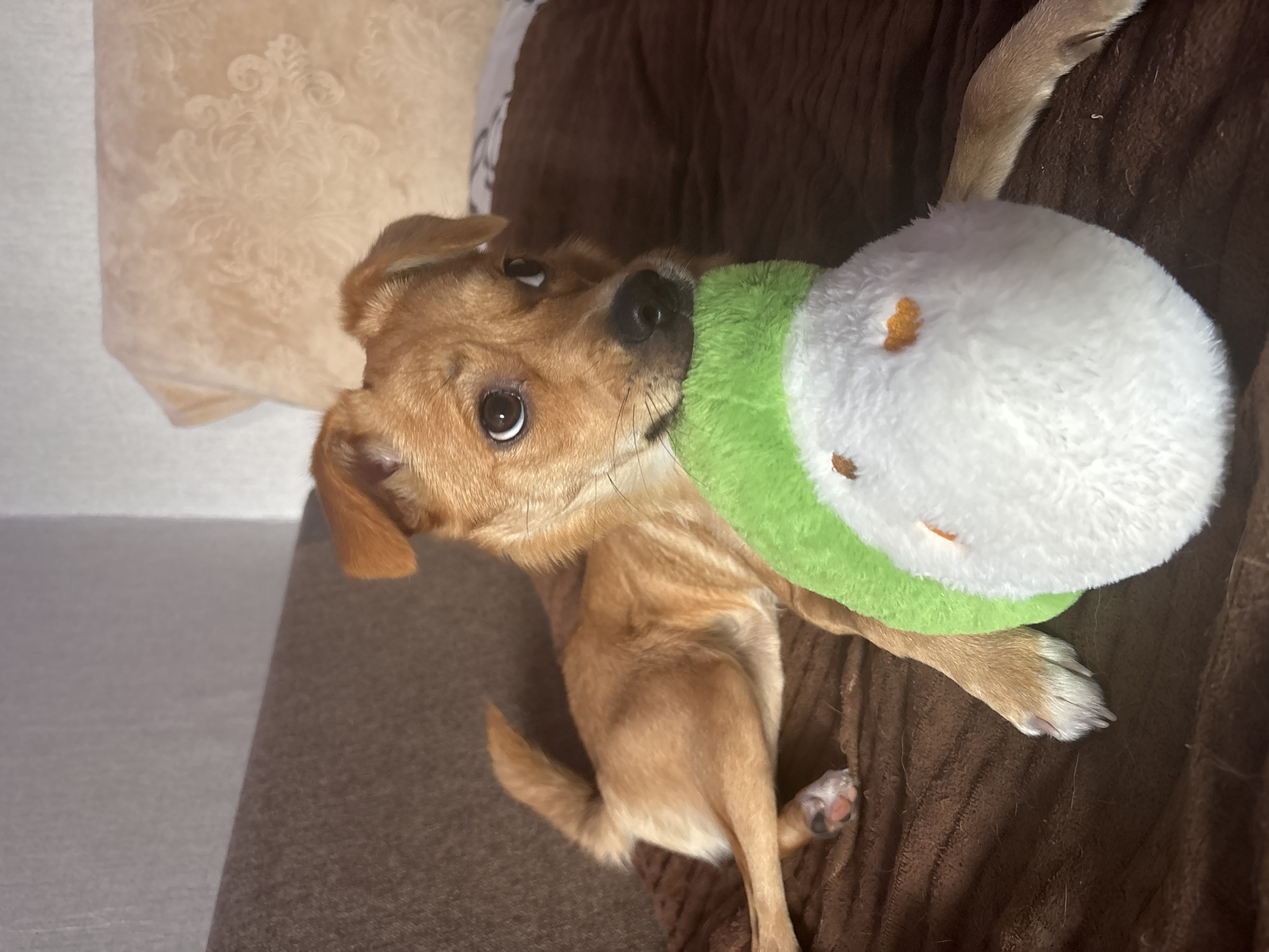 A tan-colored dog with large, dark eyes and floppy ears lies on a brown, textured surface, resting its head on a plush toy that is predominantly white with a green top and orange accents. The dog is facing the camera, with its body positioned to the left of the frame. The background consists of a blurred couch and a wall. The overall scene appears to be indoors, likely in a domestic setting. There is no discernible indication of the city of Inskoy, Russia.