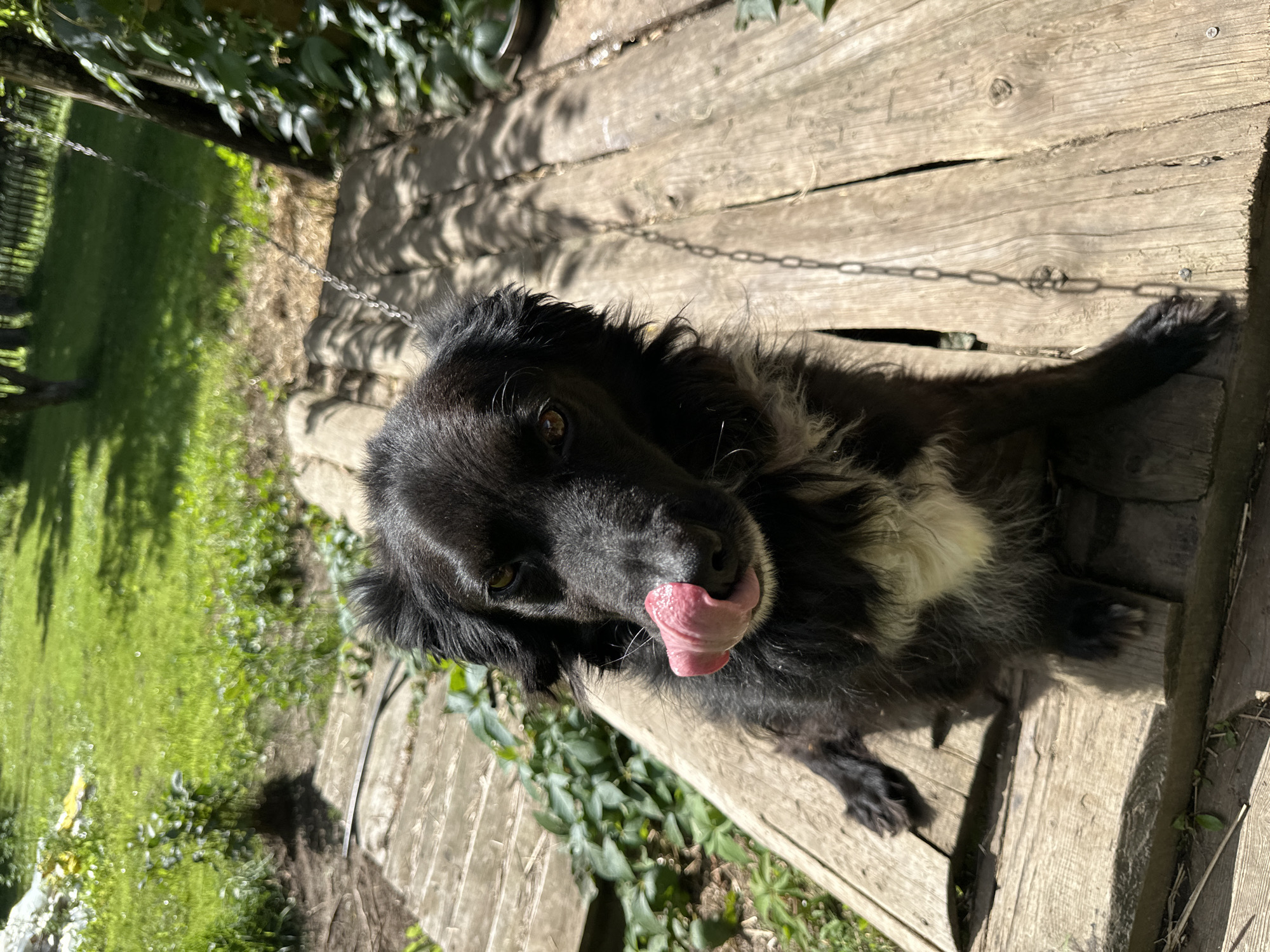 In Norviliškės, Lithuania, a medium-sized, black and white dog with a light brown nose and eyes is captured in a close-up, full-body shot. The dog is seated on a wooden plank walkway, with its tongue extended, licking its nose. The walkway appears to be outdoors, with dappled sunlight casting shadows from overhead foliage. The background consists of lush green grass and trees, suggesting a natural, rural setting. A metal chain is visible, running diagonally across the walkway behind the dog, possibly indicating a swing or other outdoor equipment. The overall scene is a candid moment of a dog enjoying the outdoors on a sunny day.