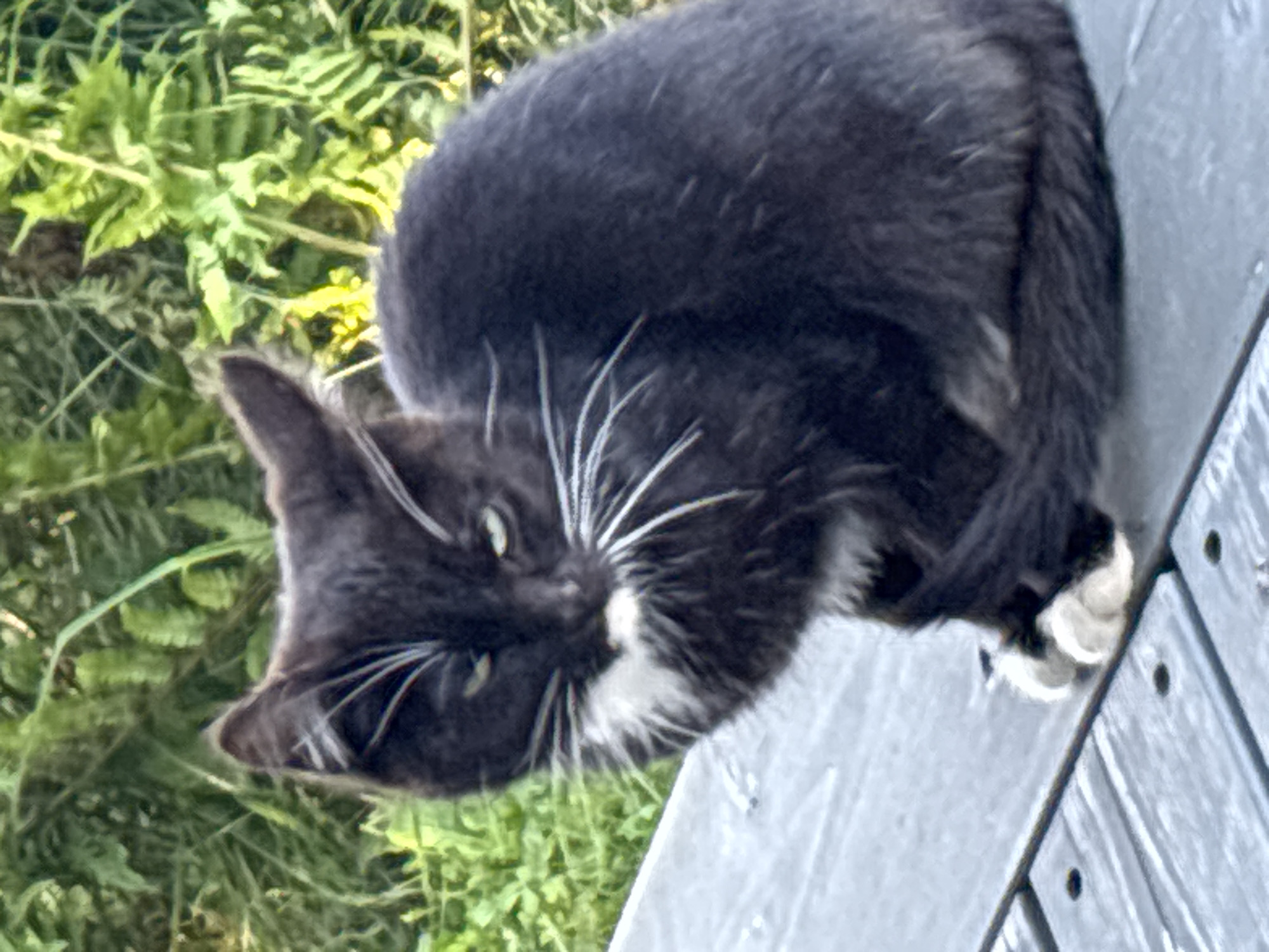 A black and white cat is sitting on a grey wooden surface in front of green foliage. The cat is facing the camera with its head slightly turned to its right. Its fur is mostly black with a white chest and paws. The cat has green eyes and white whiskers. The background consists of blurred green leaves and plants, suggesting an outdoor setting. The surface the cat is sitting on appears to be part of a deck or bench, with visible grain and circular indentations. The lighting suggests it is daytime. The location is Zvenigorod, Russia.